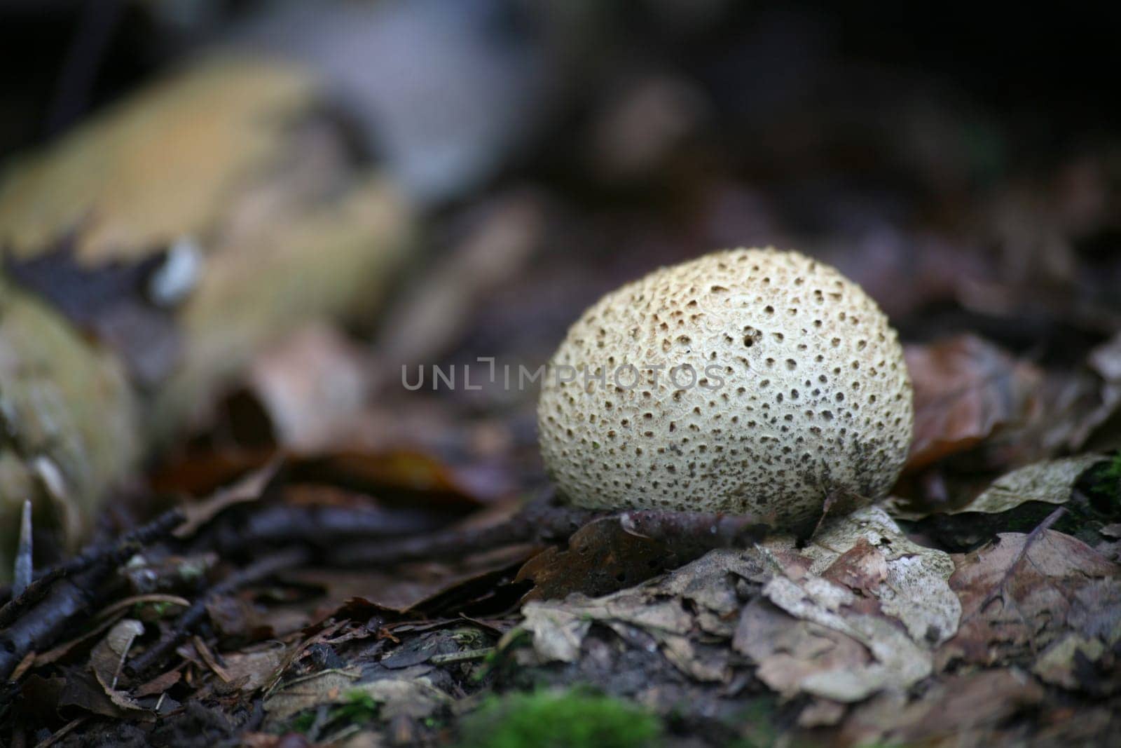 Potato bovist