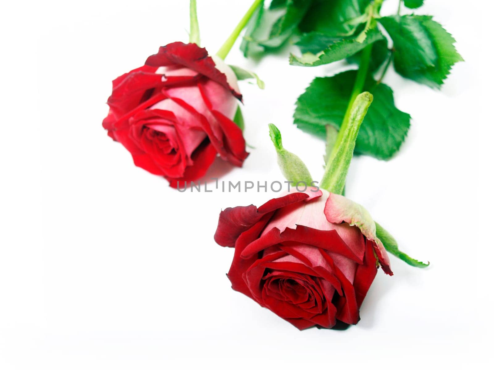 Red roses