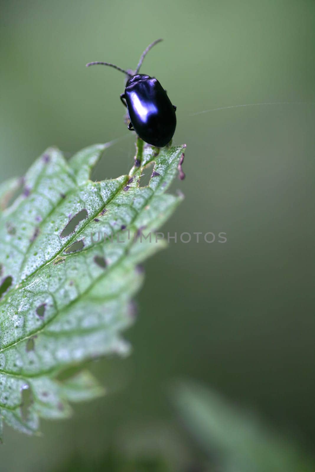 Metallic shiny creepy crawly