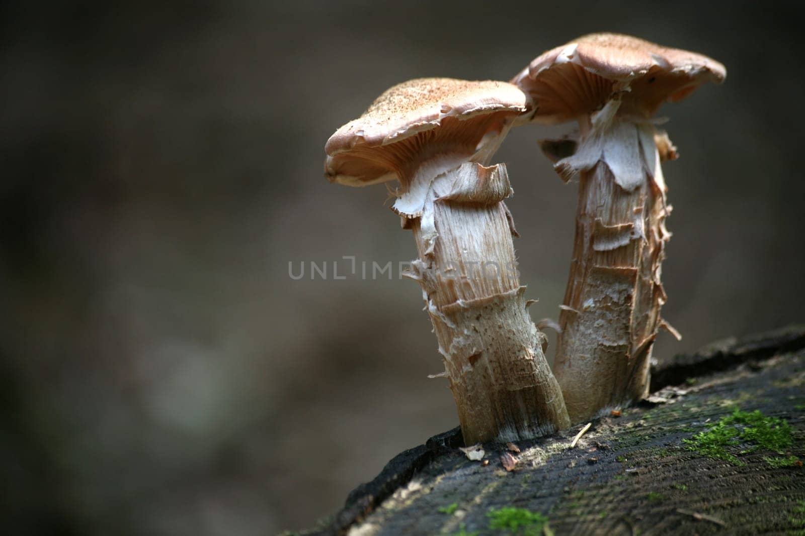 Pair of mushrooms
