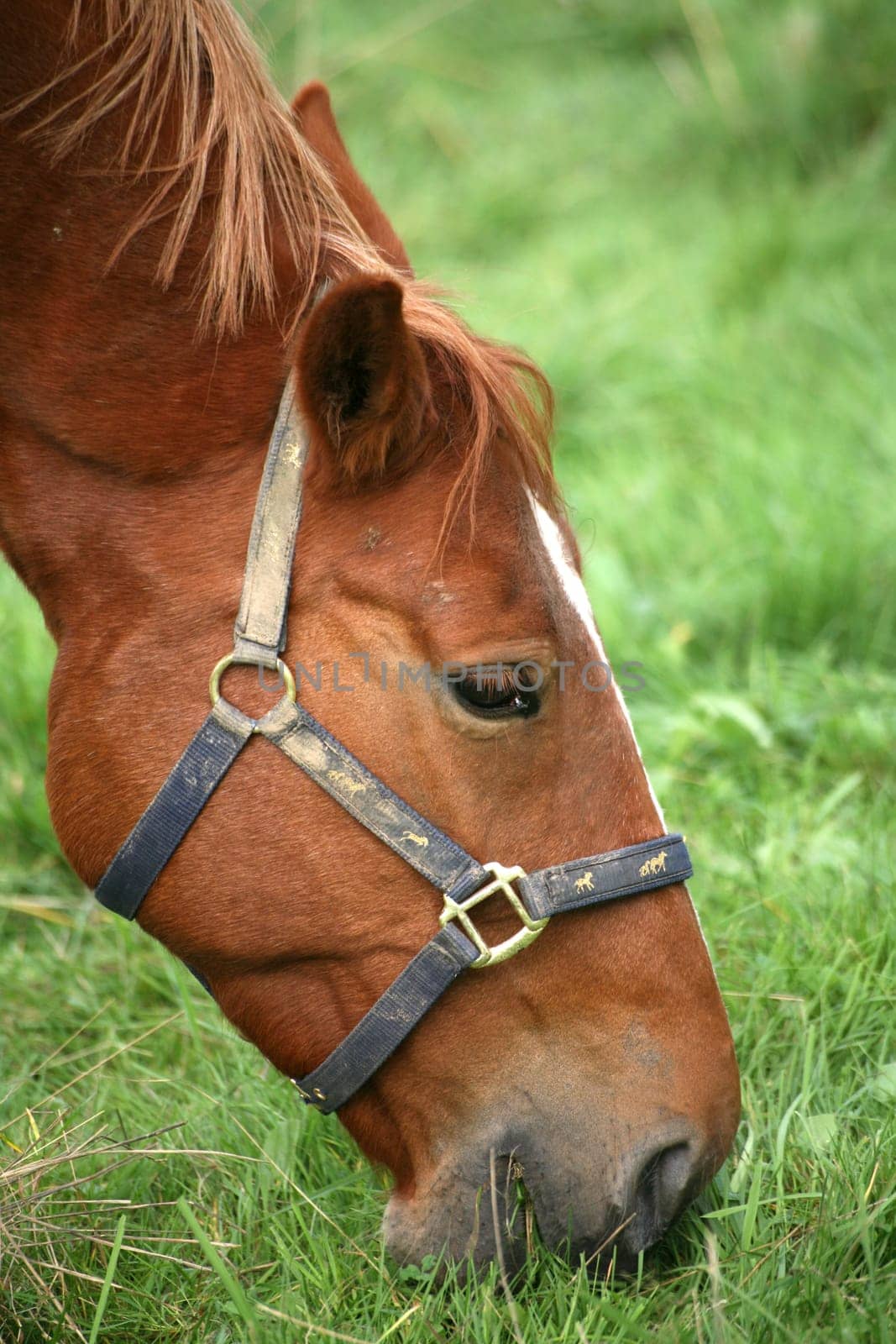 Horse in a pasture
