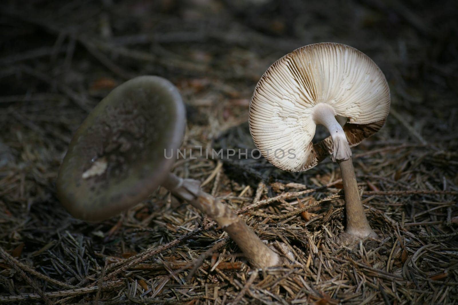 Parasol