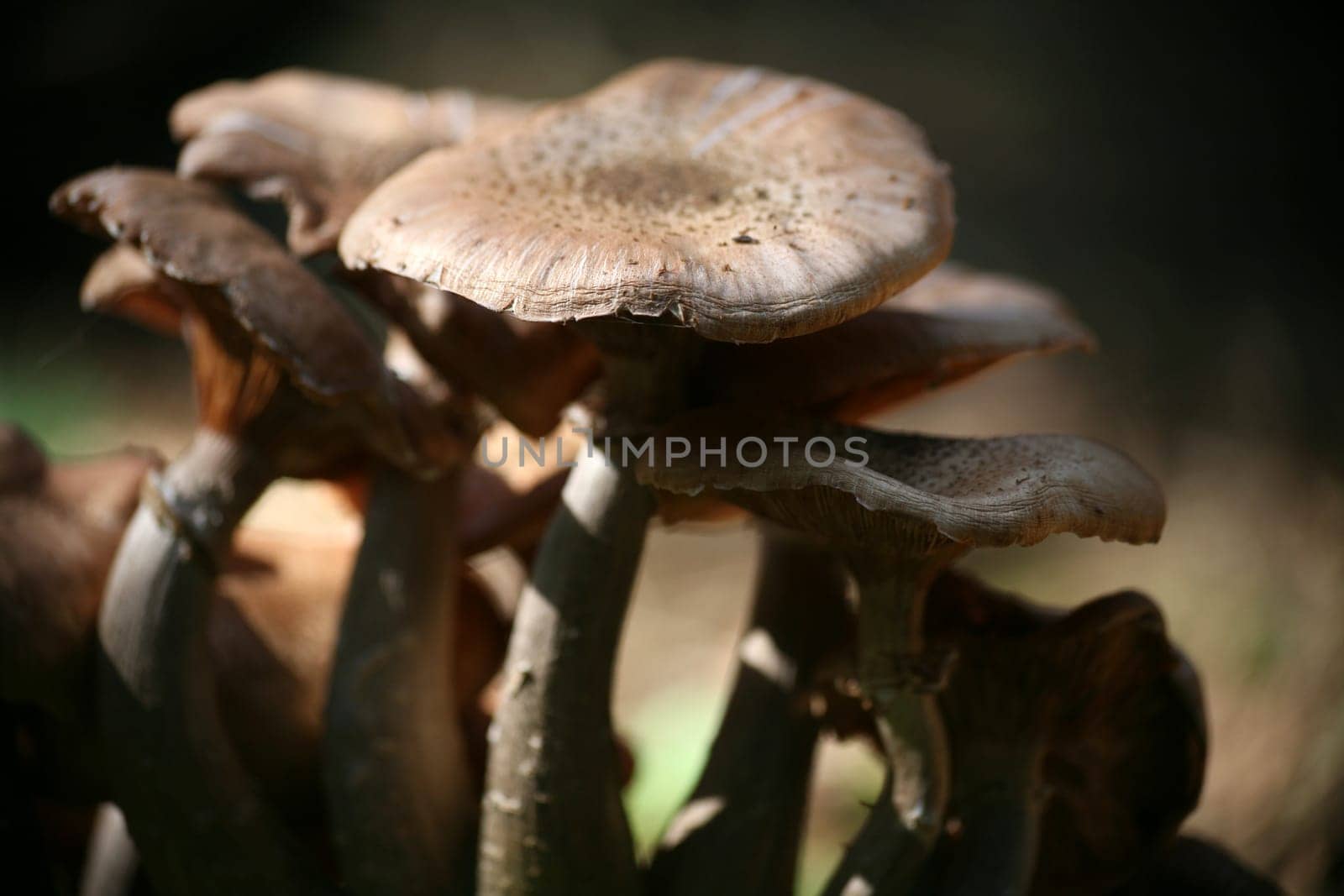 Hallimasch is a conditionally edible mushroom - only specimens that grow on coniferous wood are considered well tolerated.