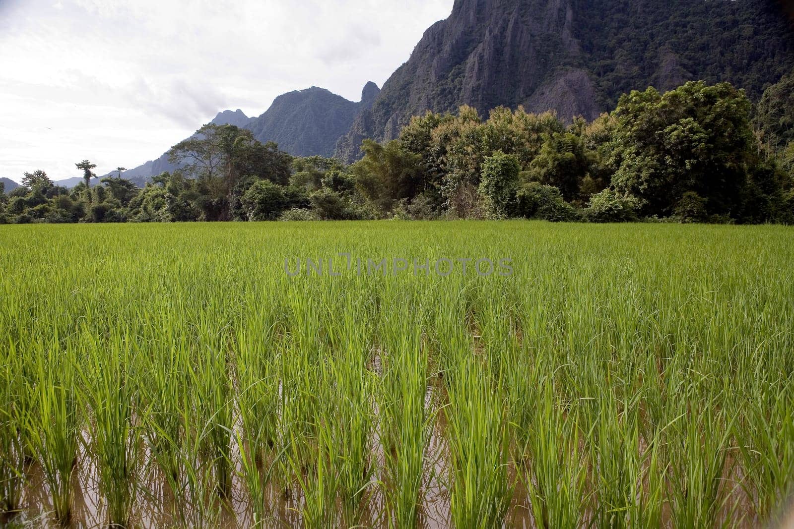Rice field in Laos