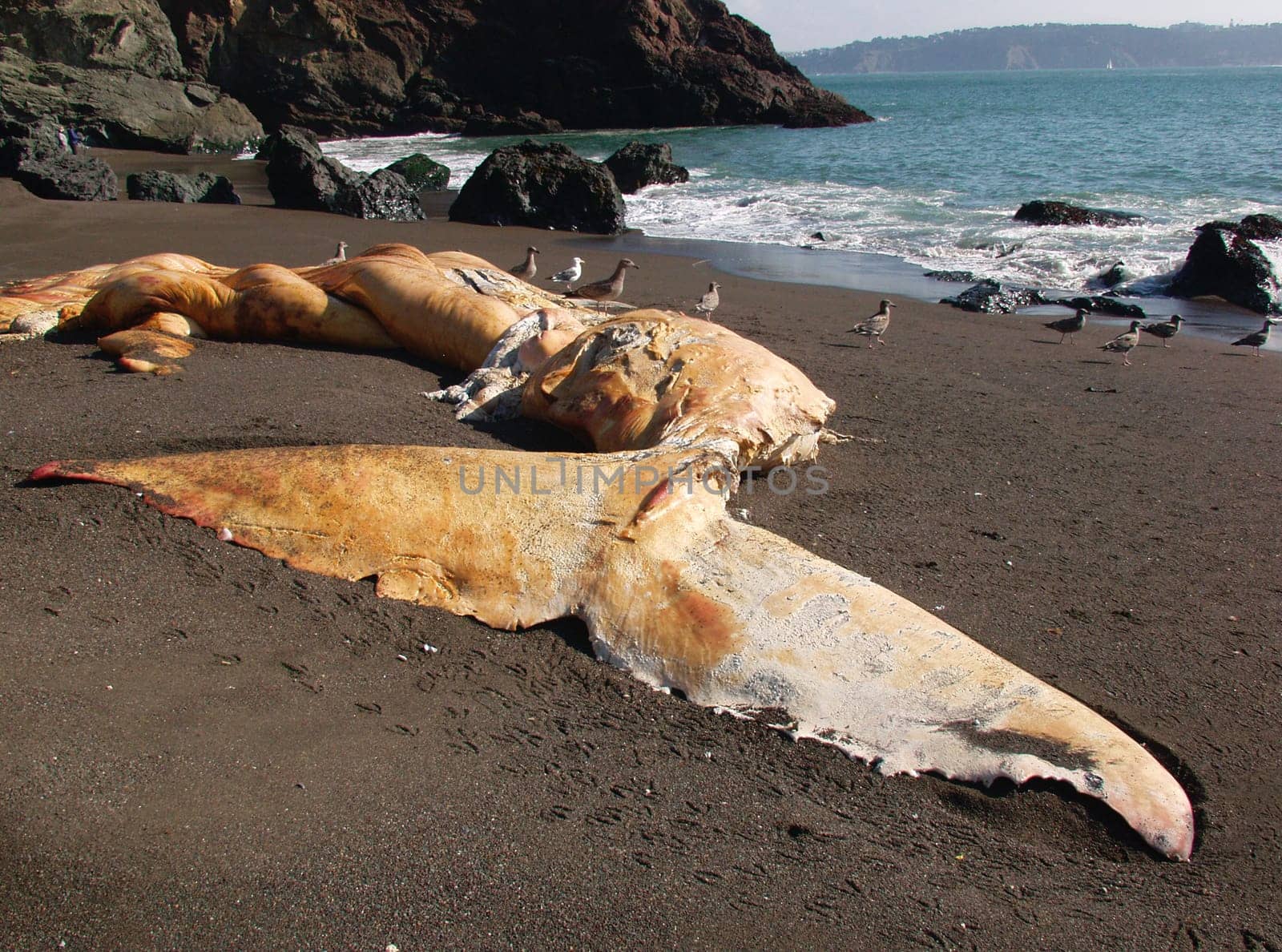 Dead whale
