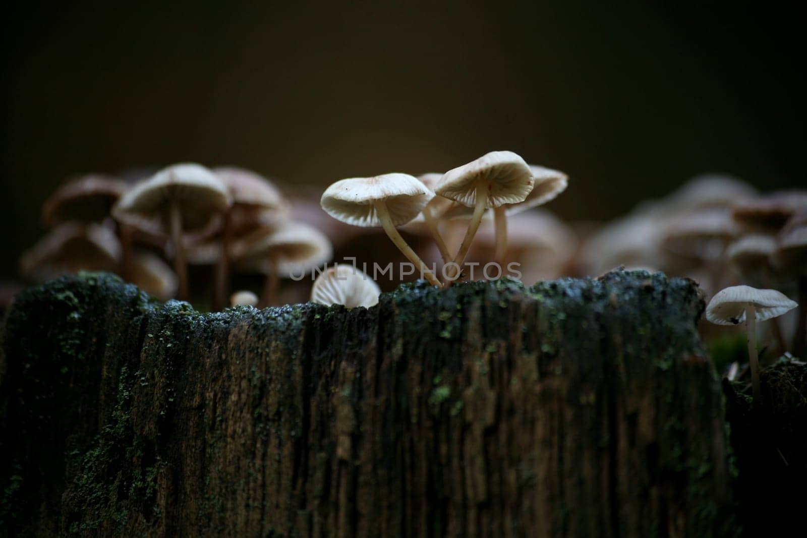Mycena galericulata