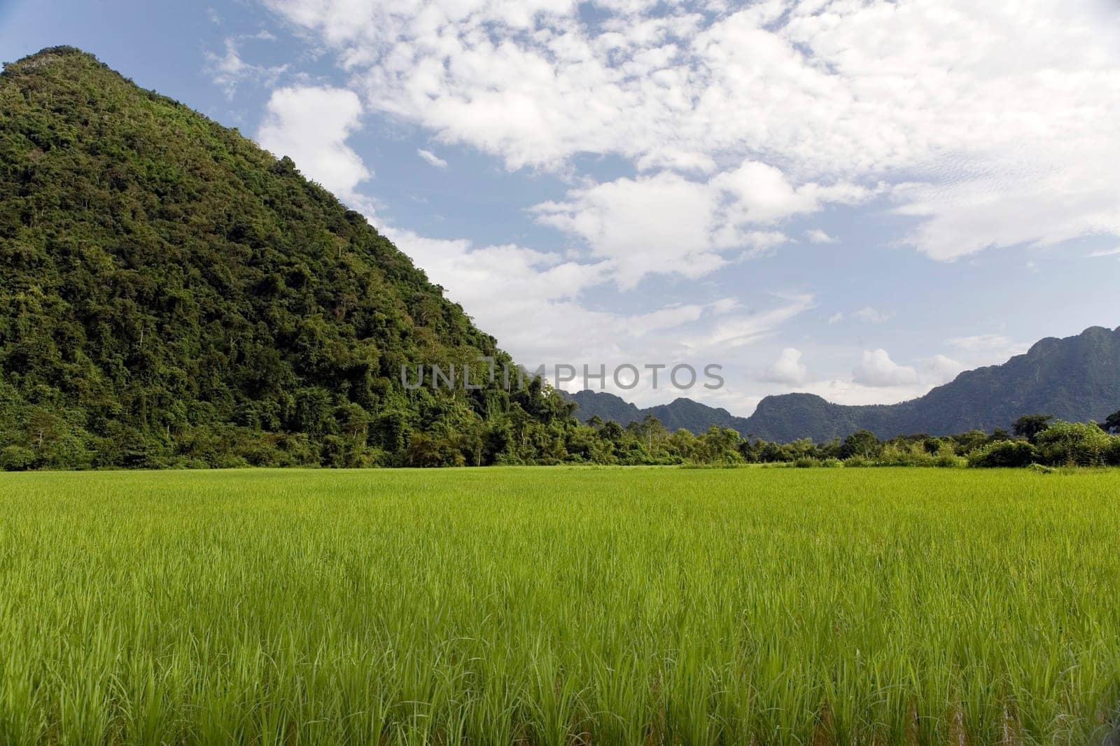 Rice field in Laos