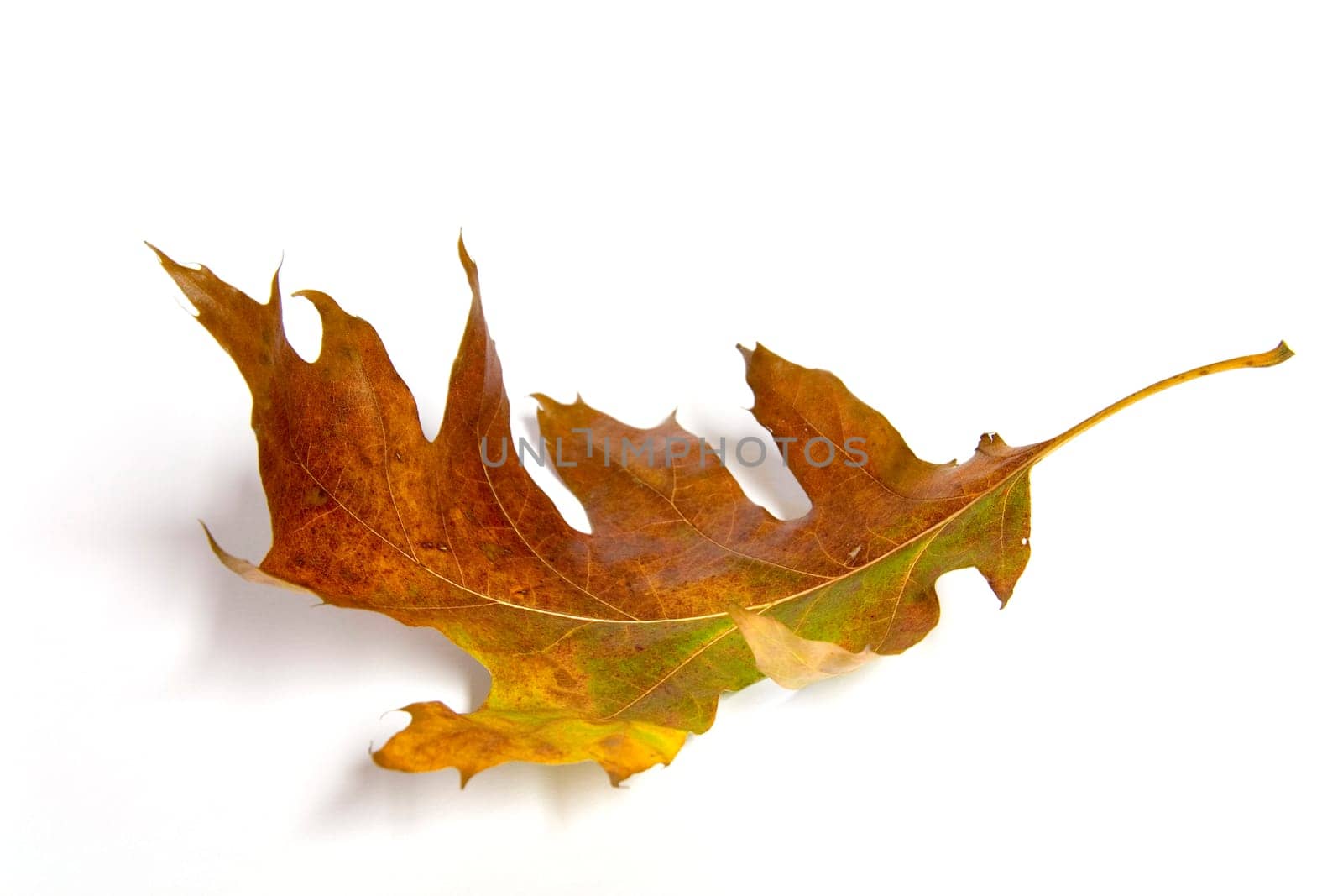 Oak leaf