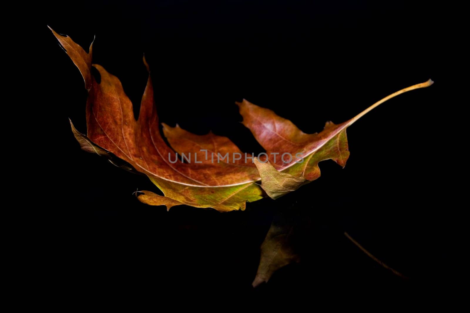 Oak leaf