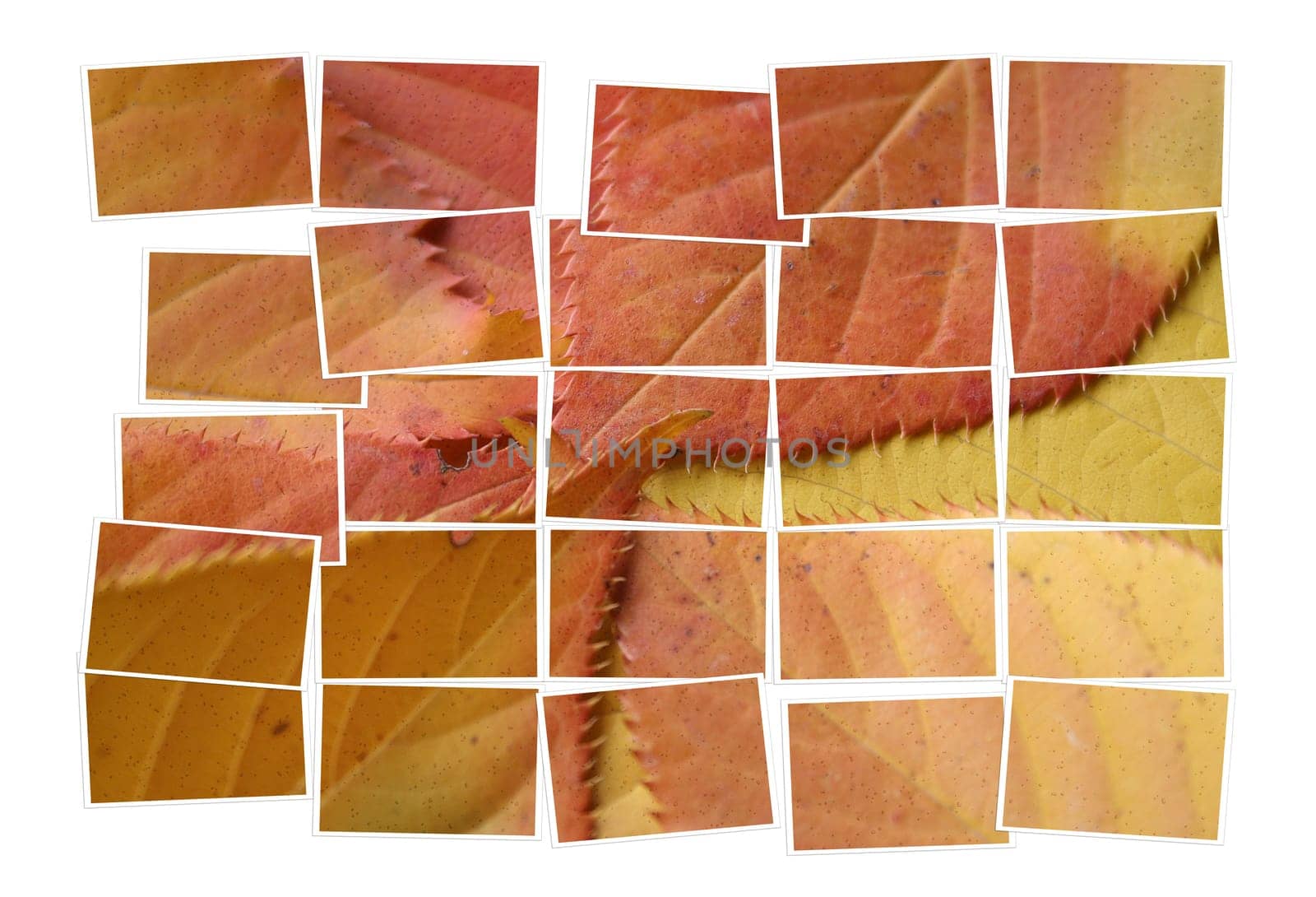 Leaves