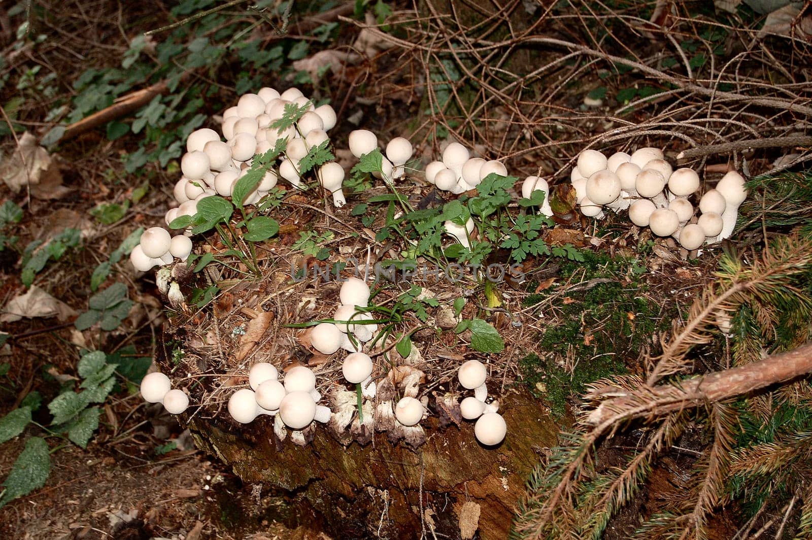Mushrooms on tree trunk 2