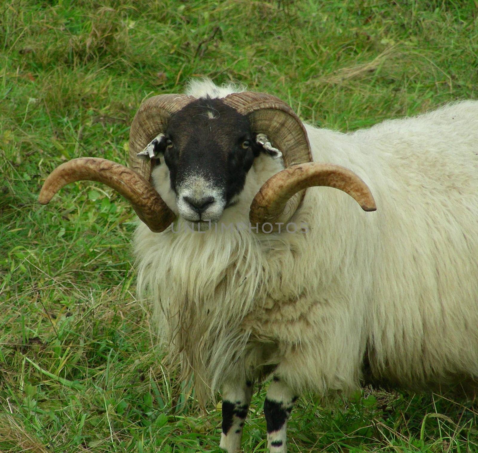 Horn splendour