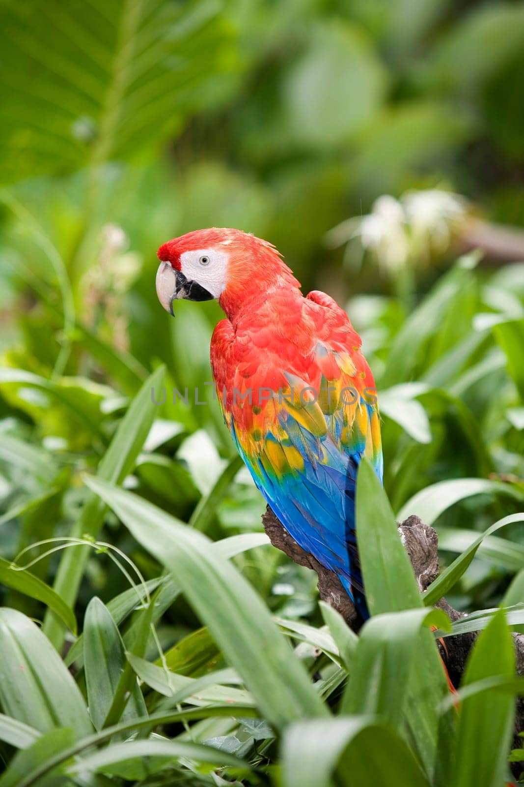 Parrot