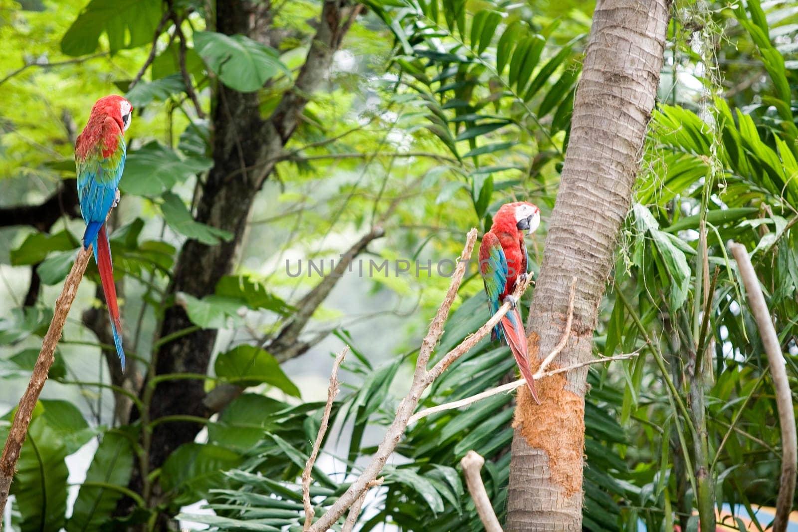 Parrots in trees