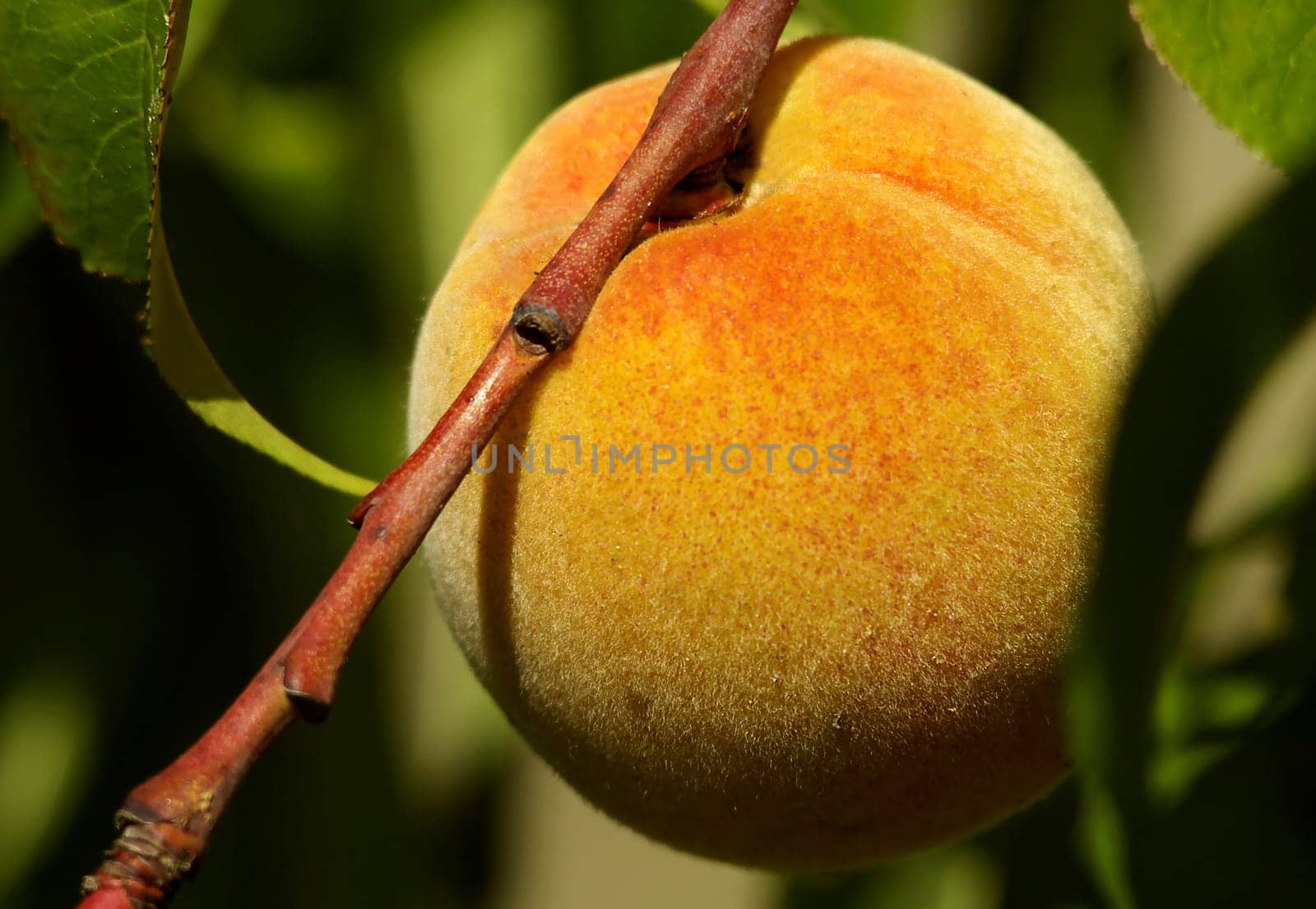 Peach