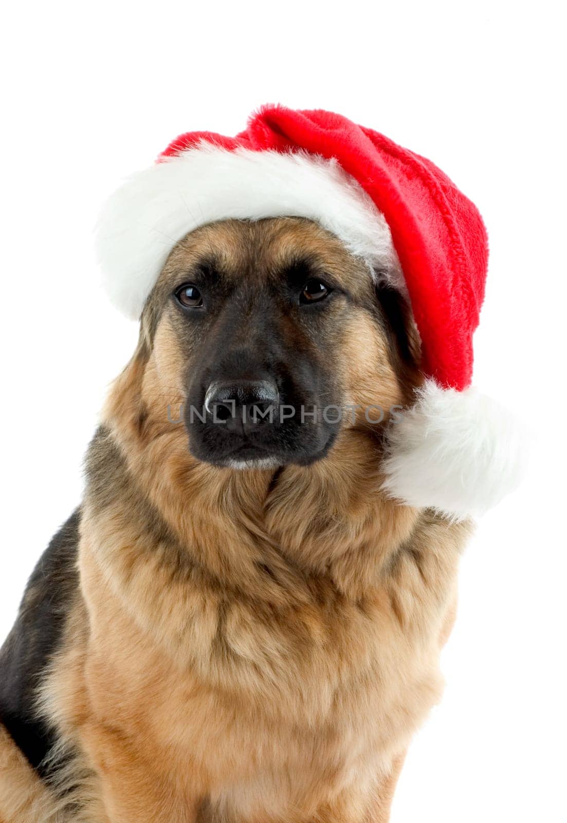 Christmas Dog