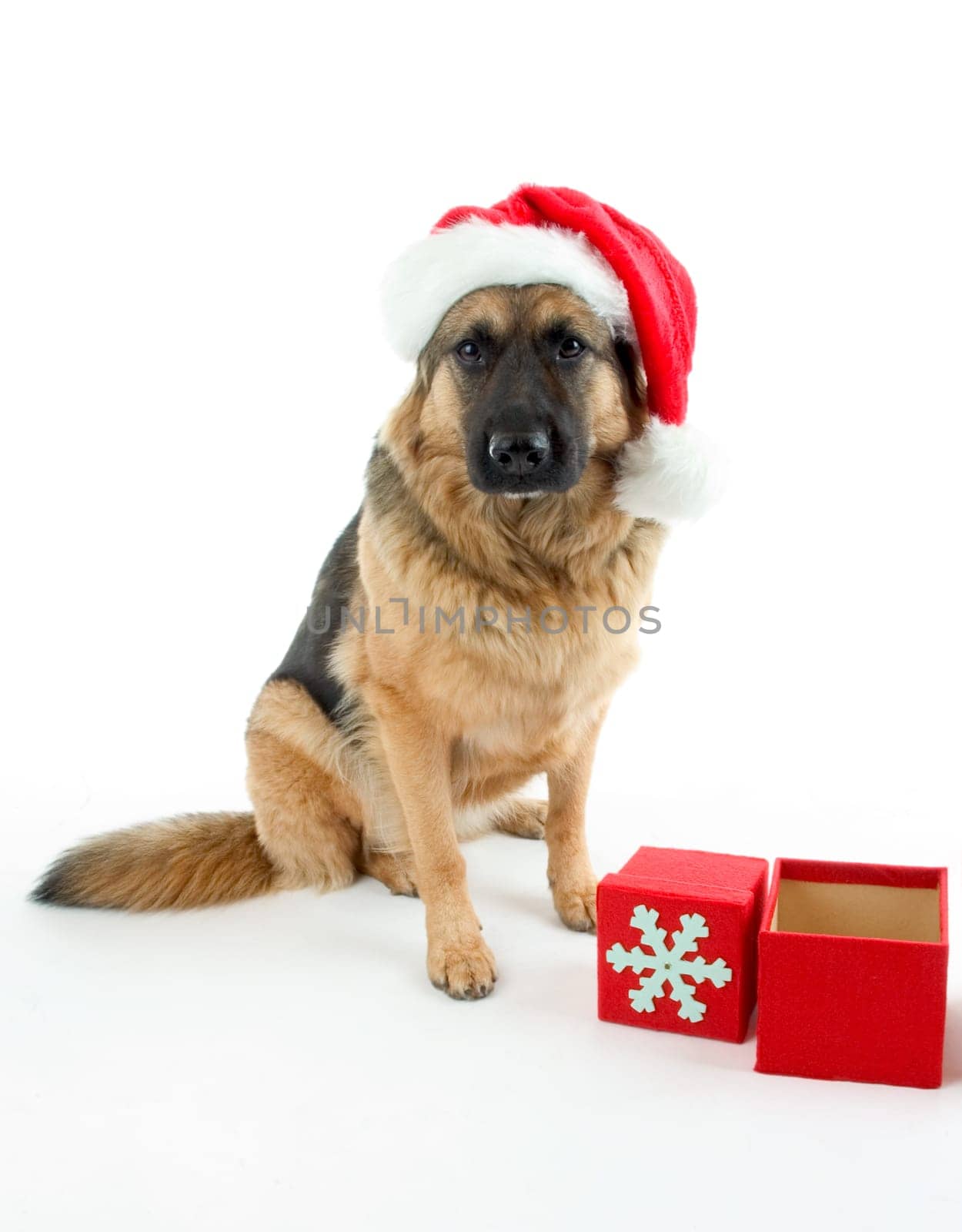 Christmas Dog