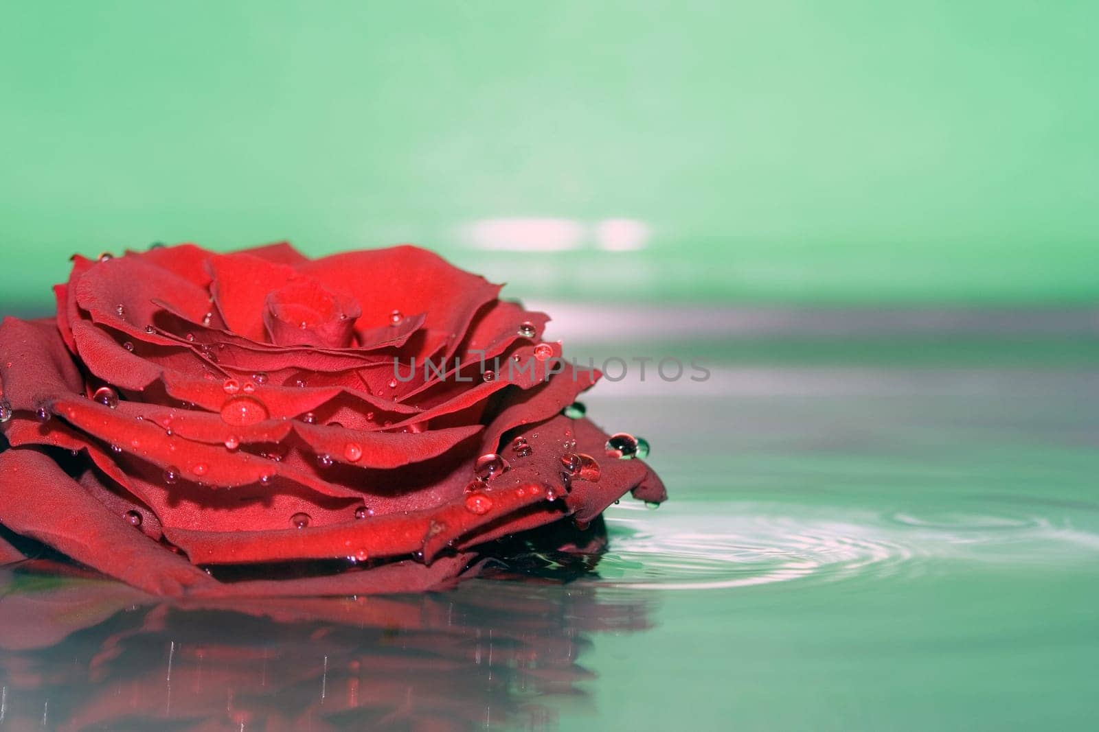 Reflection of roses