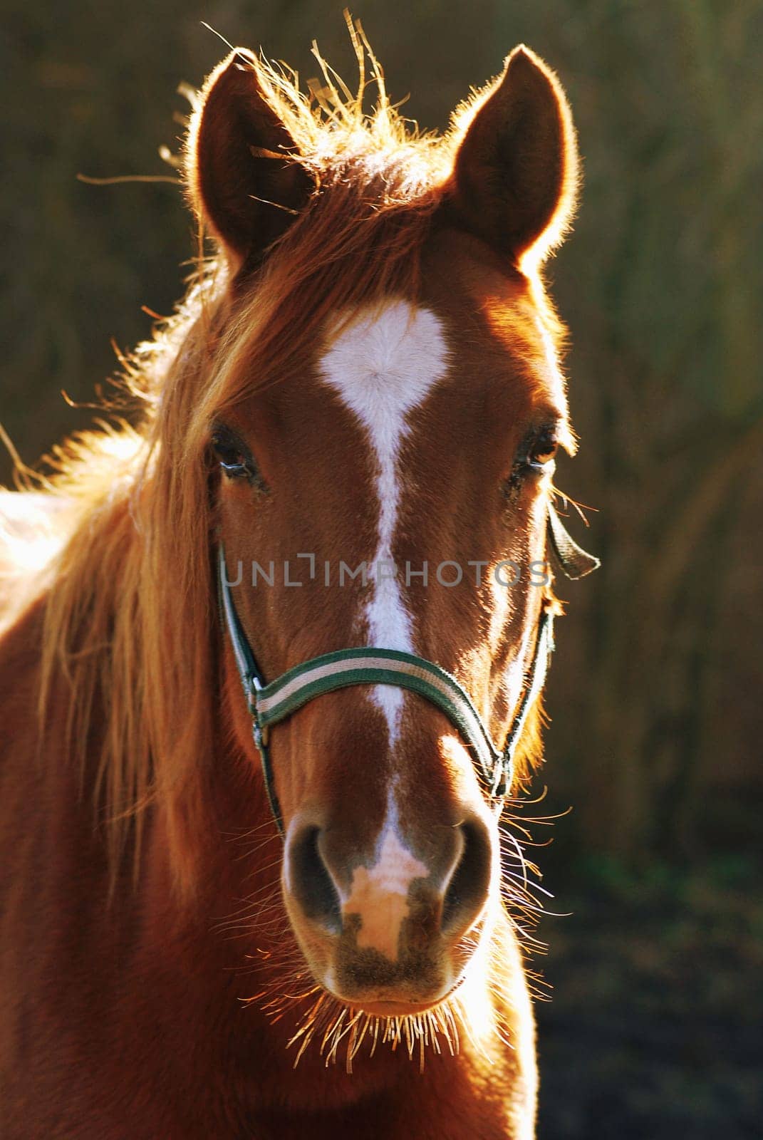 I always find these animals very photogenic....!:-)