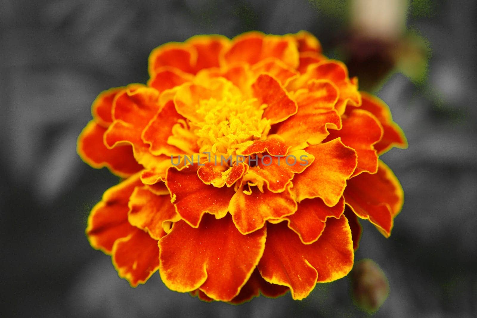 Fire Blossom