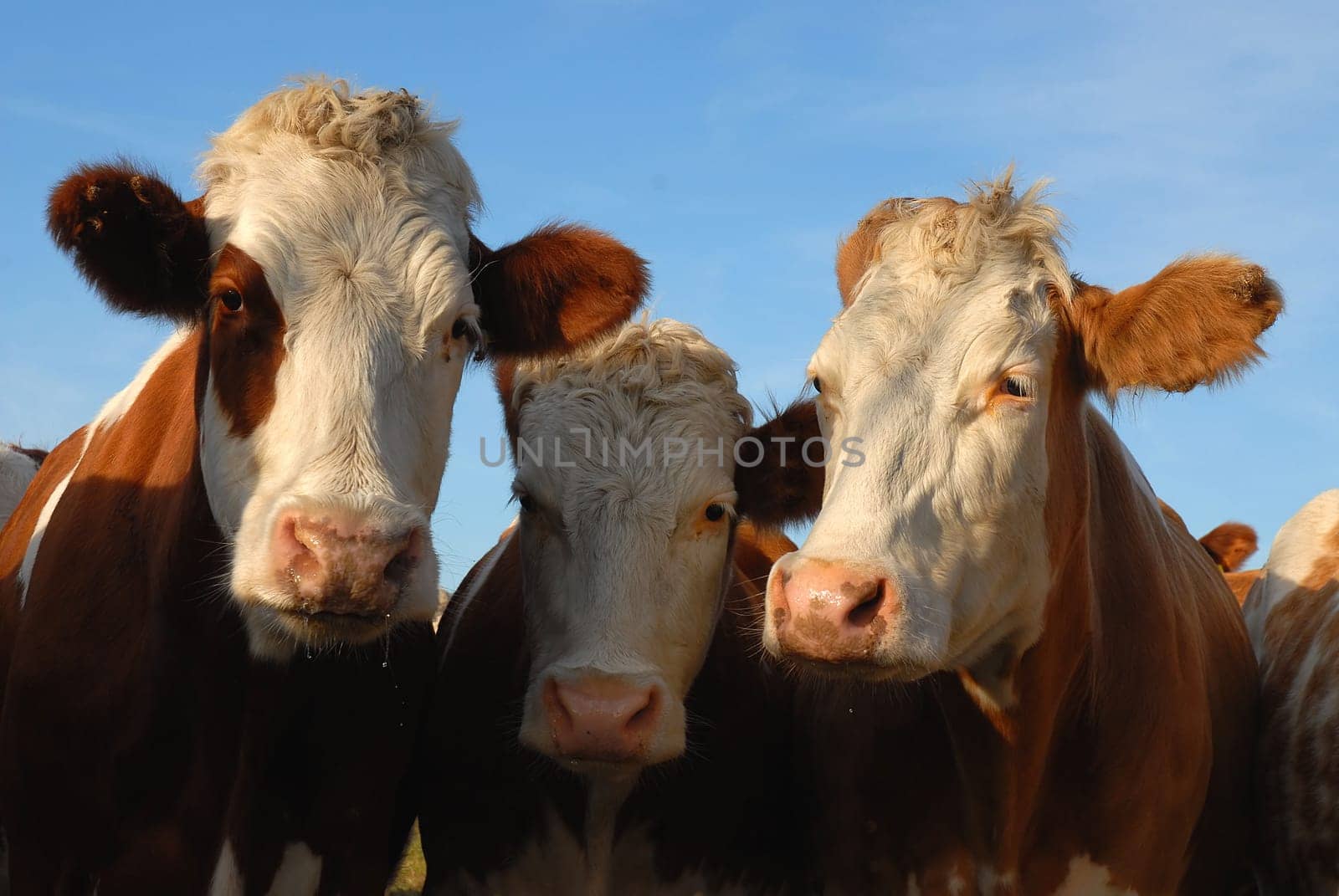 I've rarely seen such curious cows. I actually wanted to get a little closer,but then came the unexpected electric shock. I tipped over a bit and then it had already happened. Thank goodness the voltages are not that high!