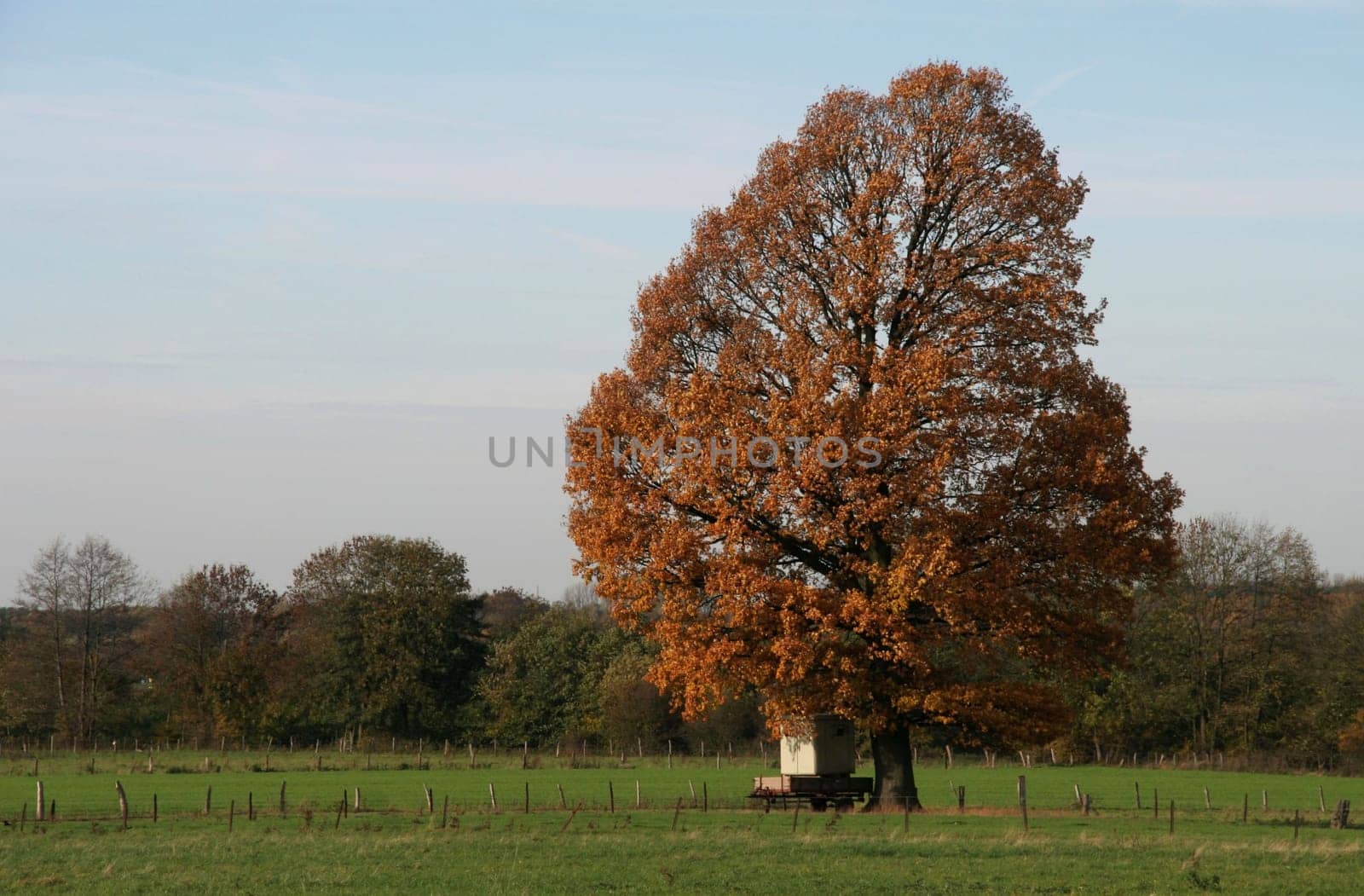 ... now I've discovered a new tree... I am a little bothered by the trailer underneath,but... I can't have it all...