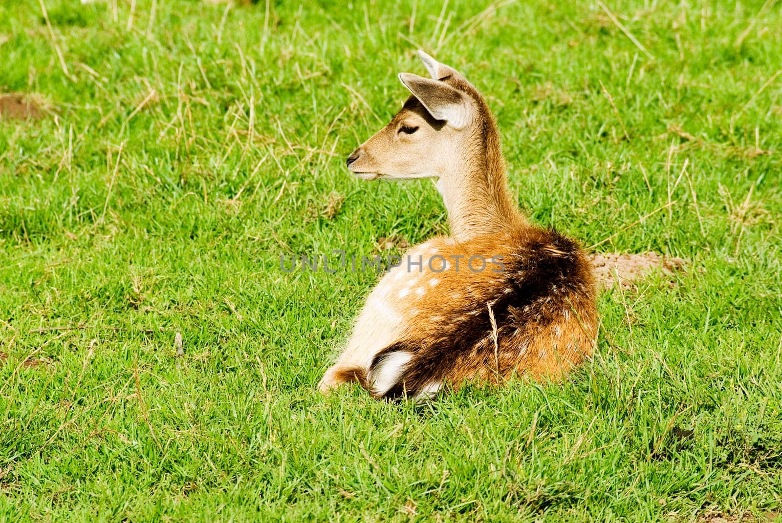 Bambi