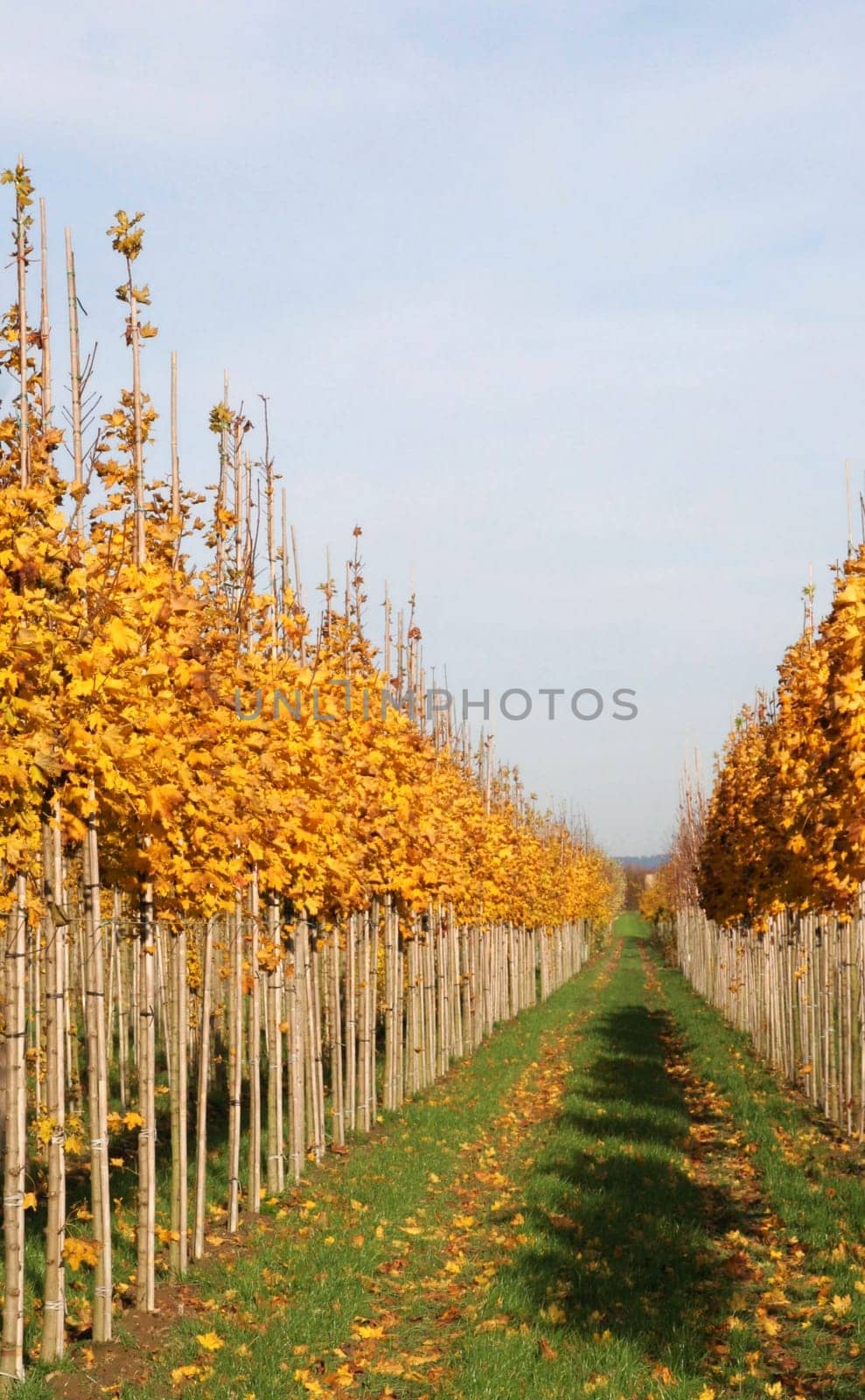 In rows and rows...