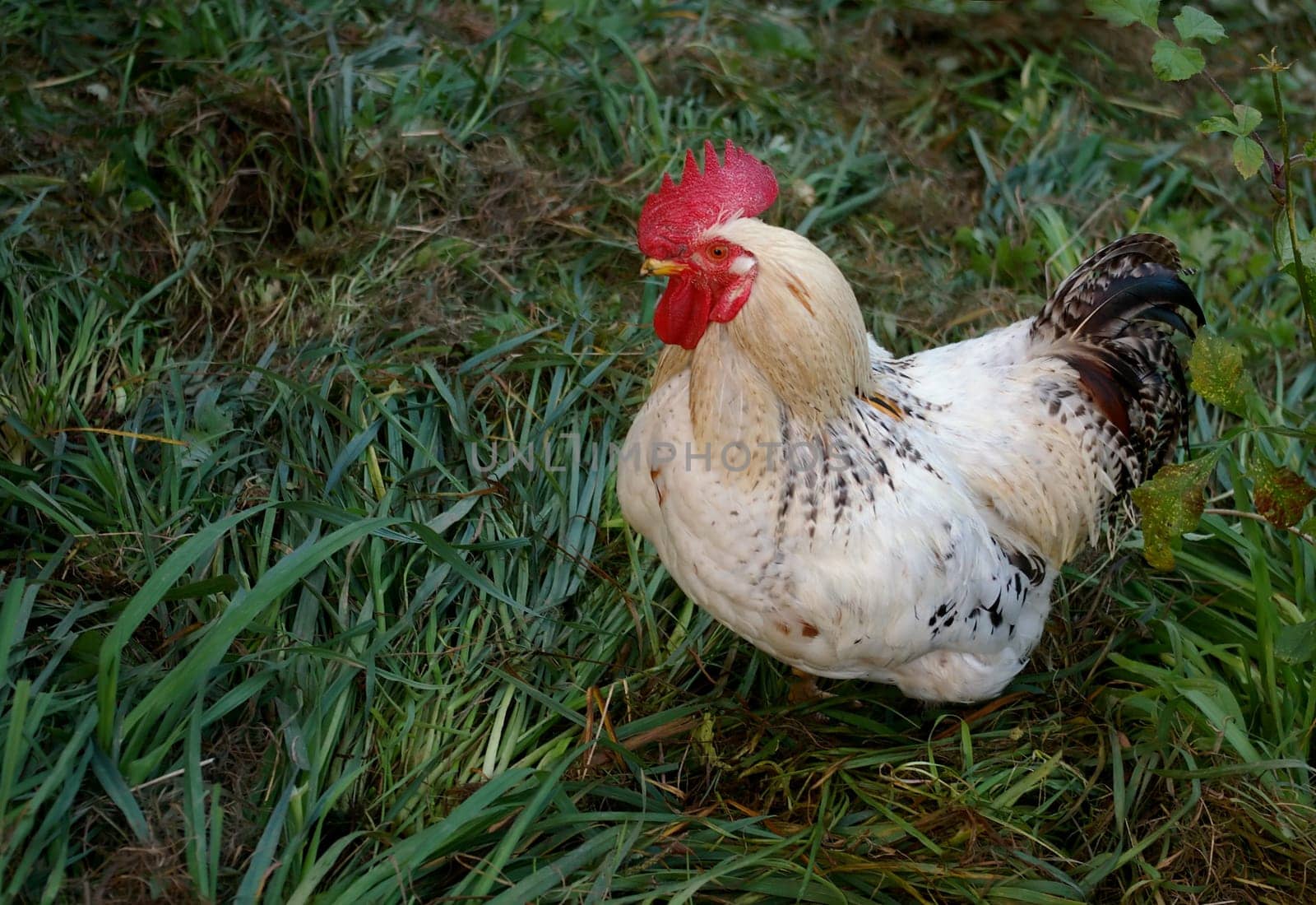 Proud rooster