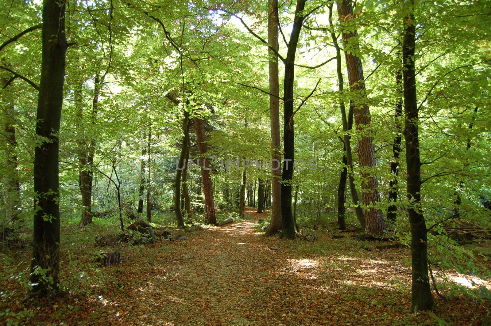 The run-off section