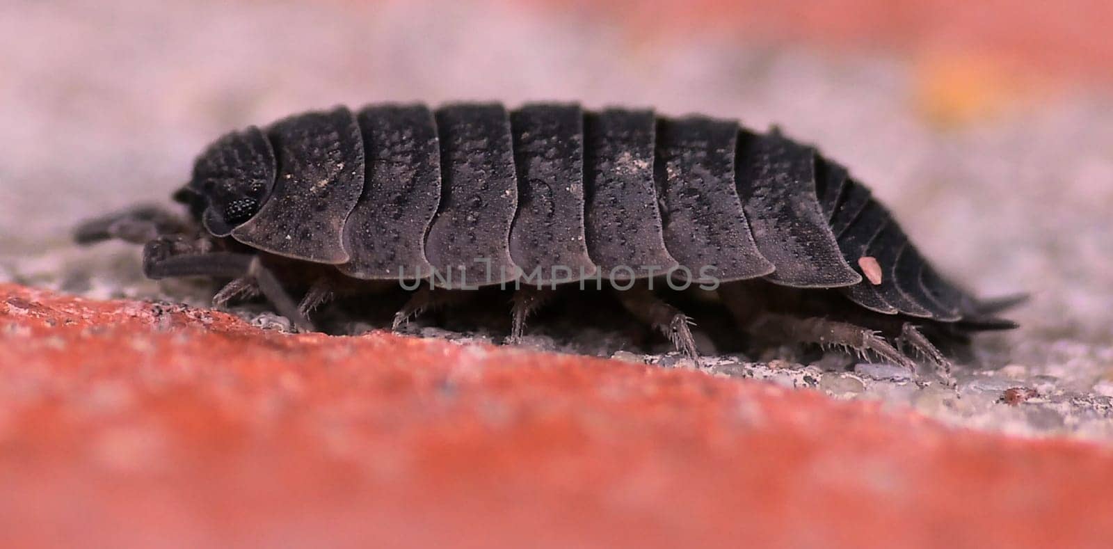 Isopoda is an order of crustaceans in the class Malacostraca. Woodlice are 3 - 12 mm in size. They are herbivores. Therefore,in biology,woodlice are first decomposers. The body of the woodlice,in contrast to the close,is