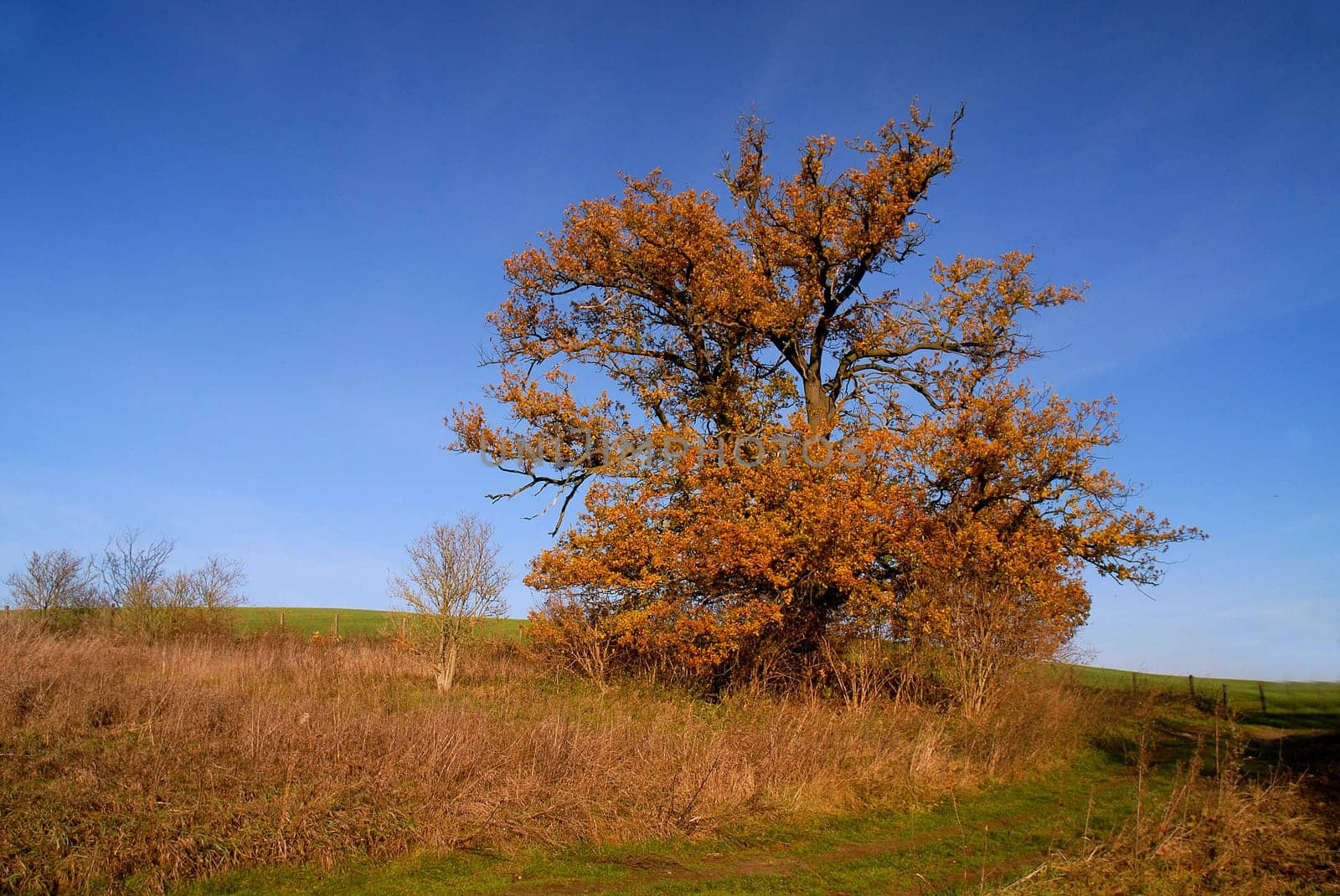 The old oak tree