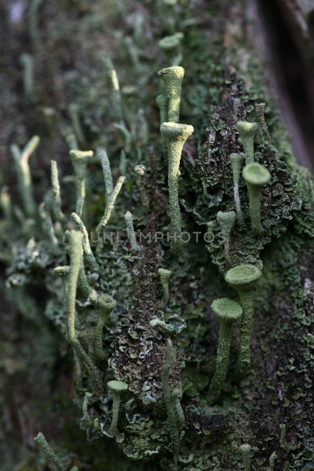 Cladonia fimbriata