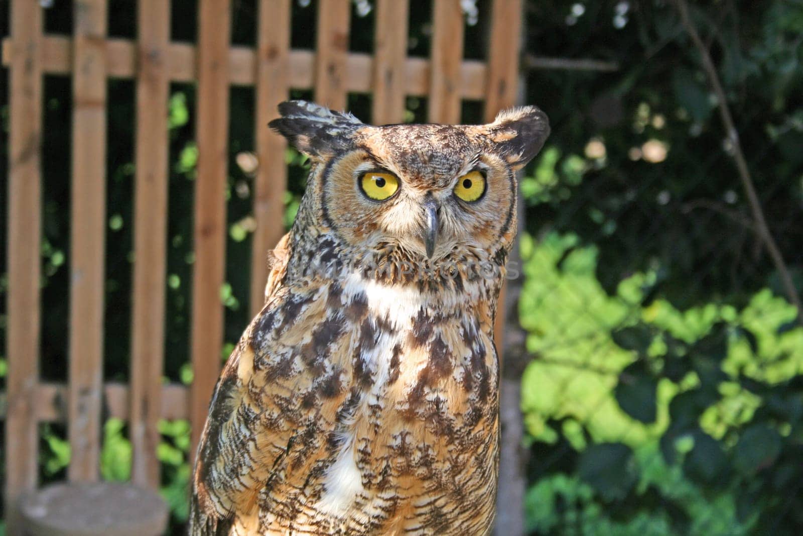 Virginia - Eagle Owl