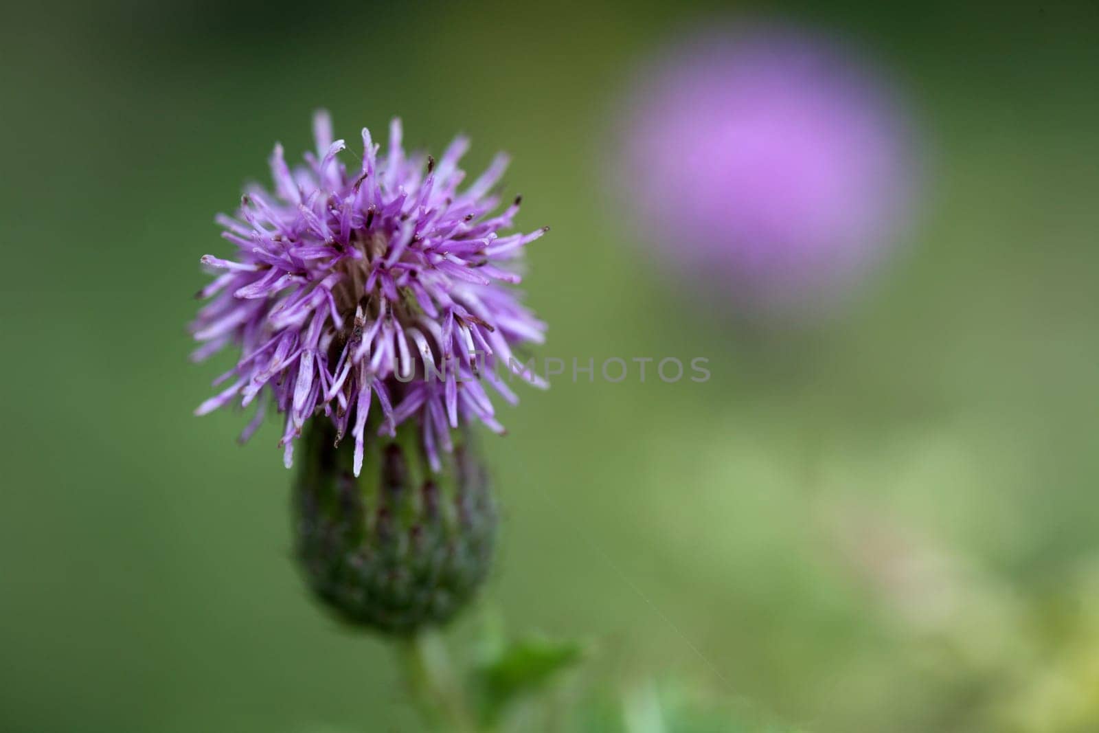 Flake flower