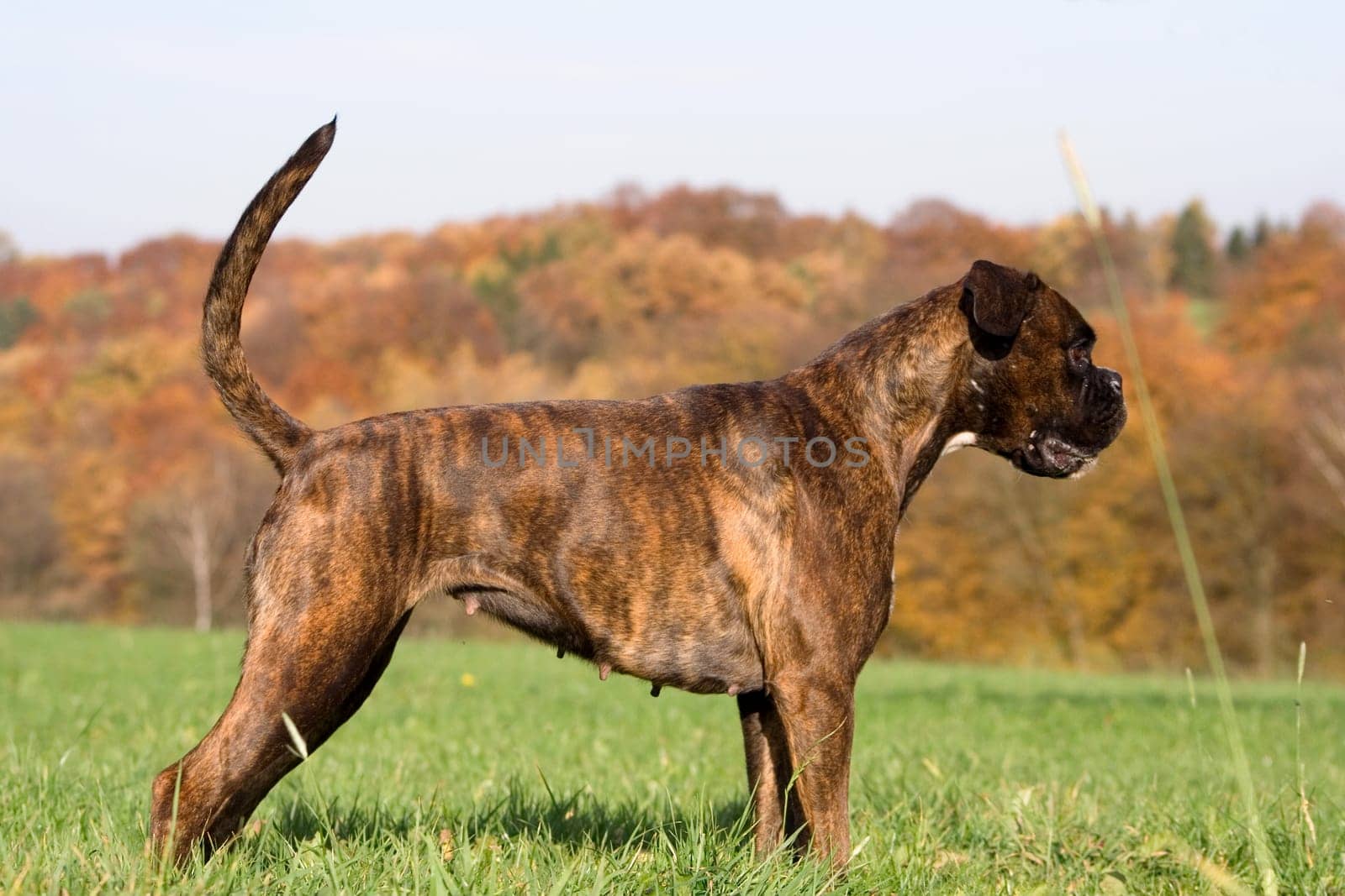 Boxer standing in front of Herbstwald