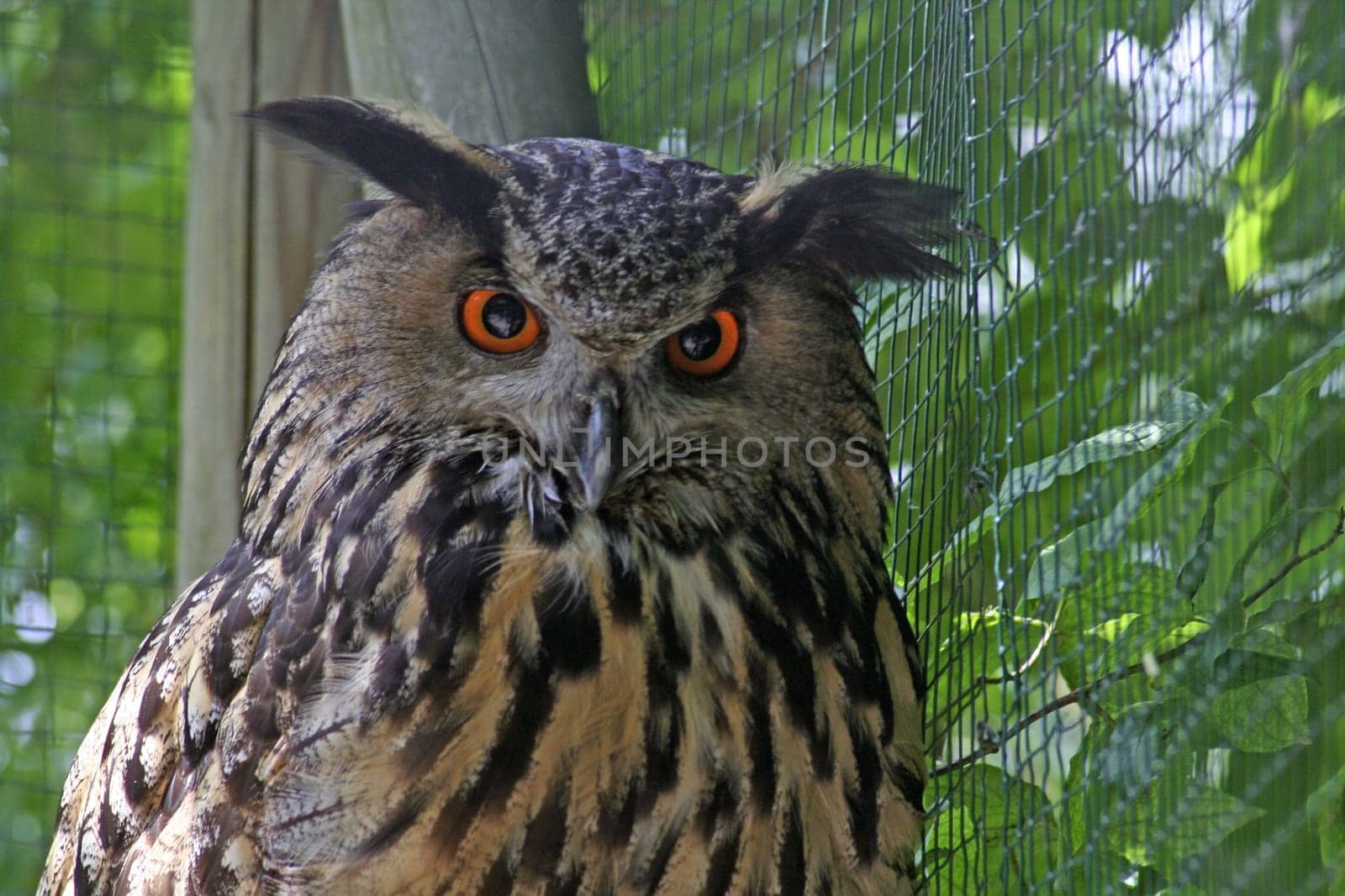 Eagle owl