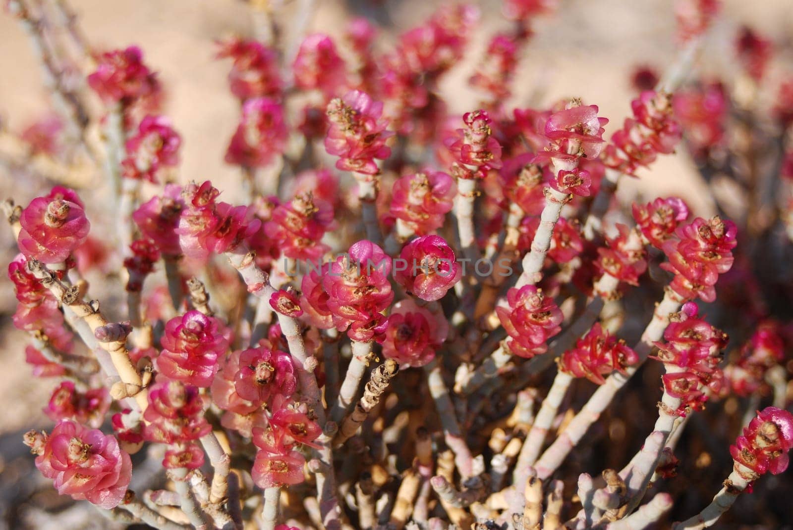 Taphruk shrub