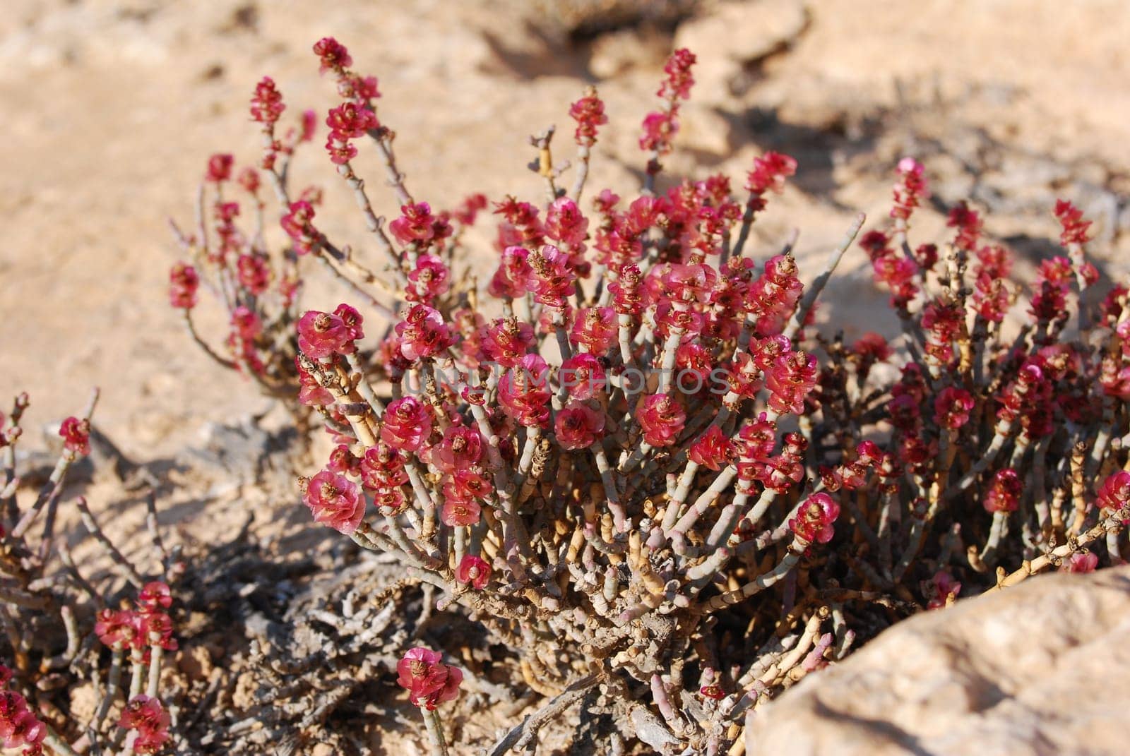 Taphruk shrub
