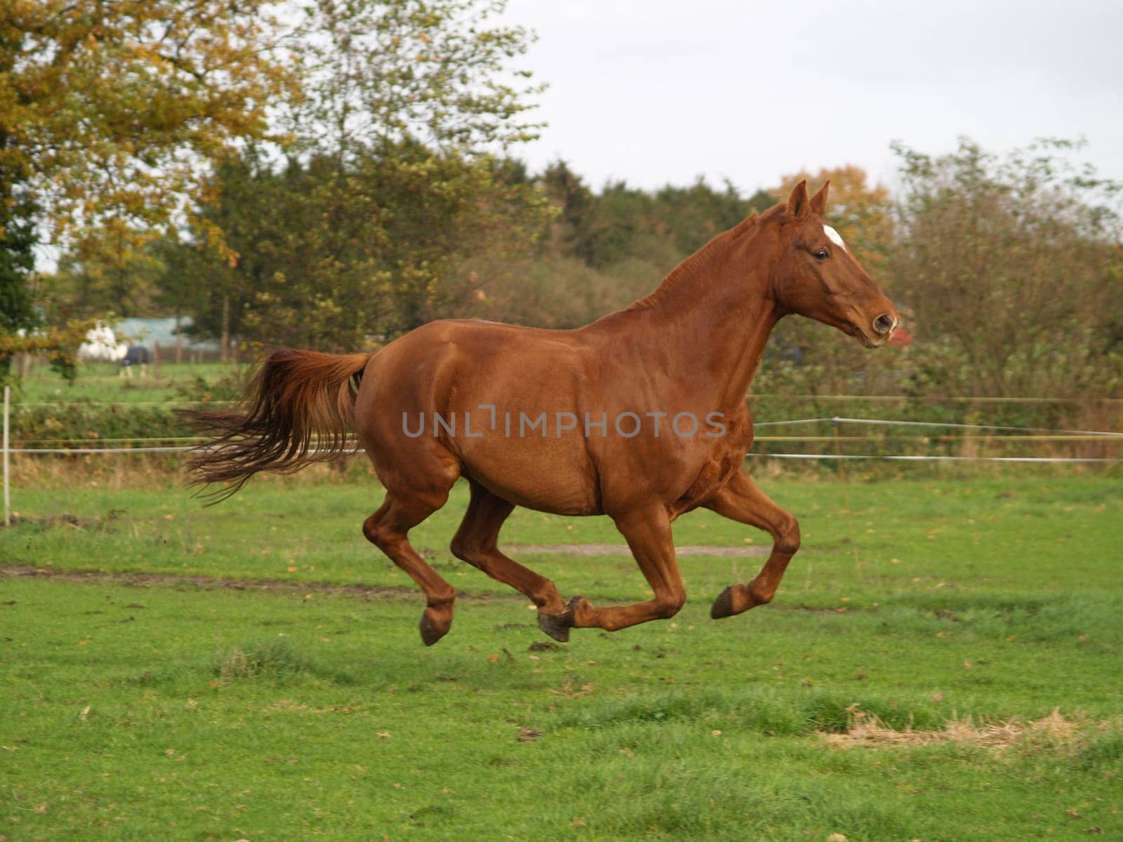 flying horse