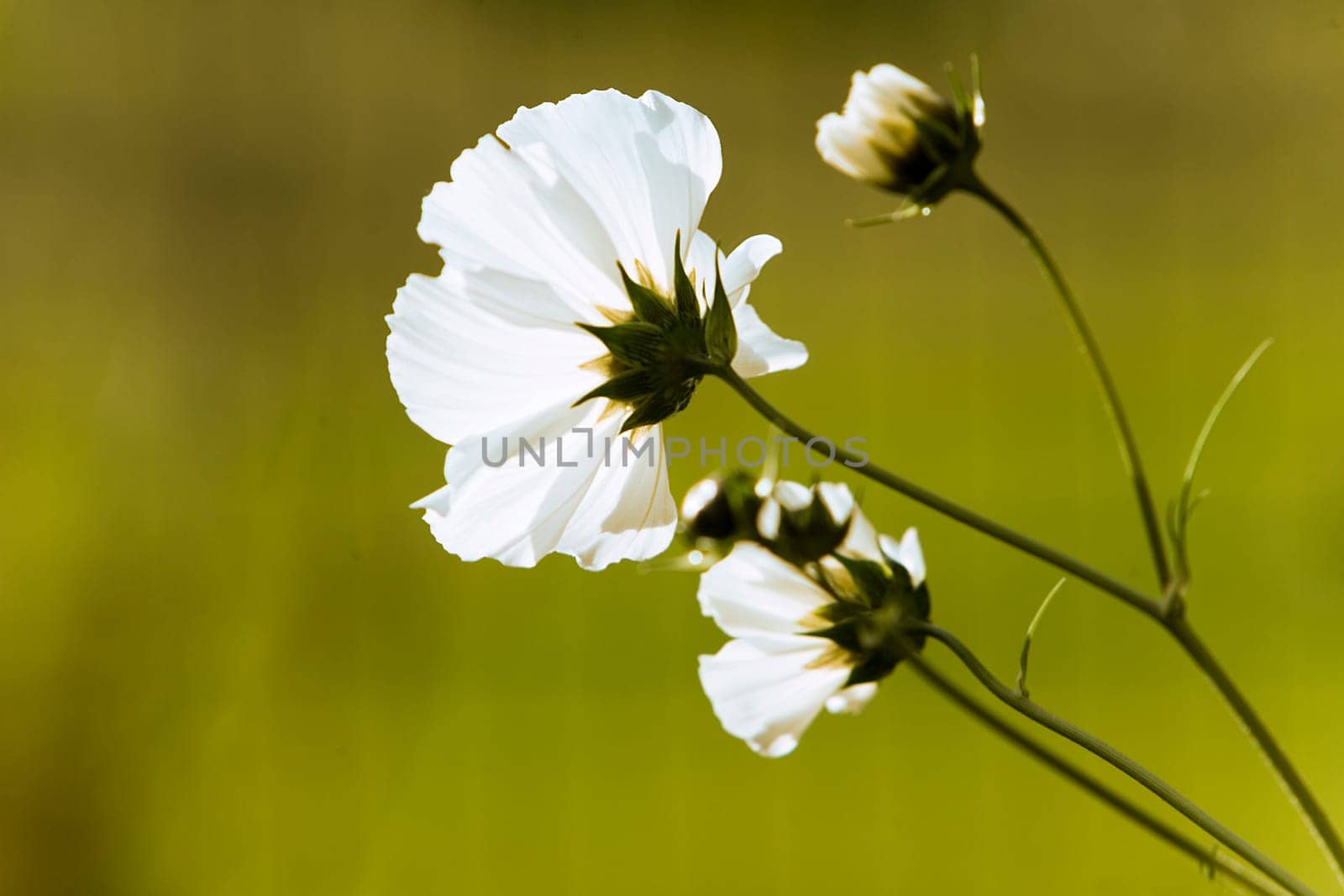 Summer flower