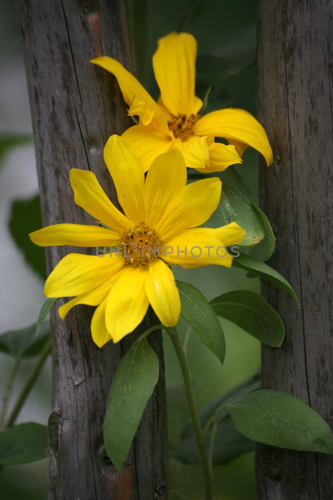 Beautiful flowers in an old cottage garden