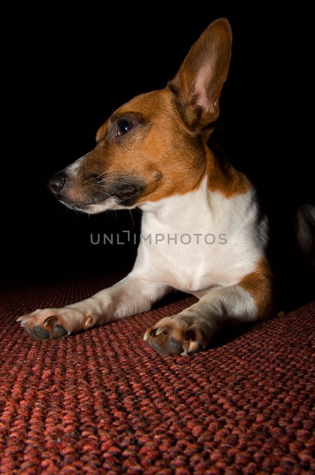 A HUGE guard dog!