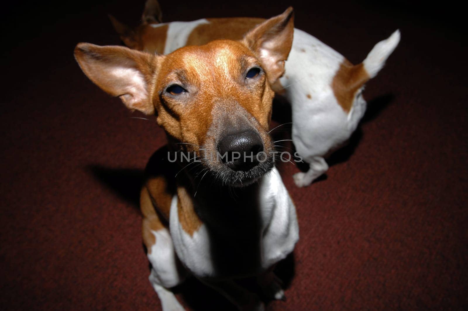 I've heard: "in China there are dogs""!? Will I put up with that!? (a fun shot of our little darlings)"
