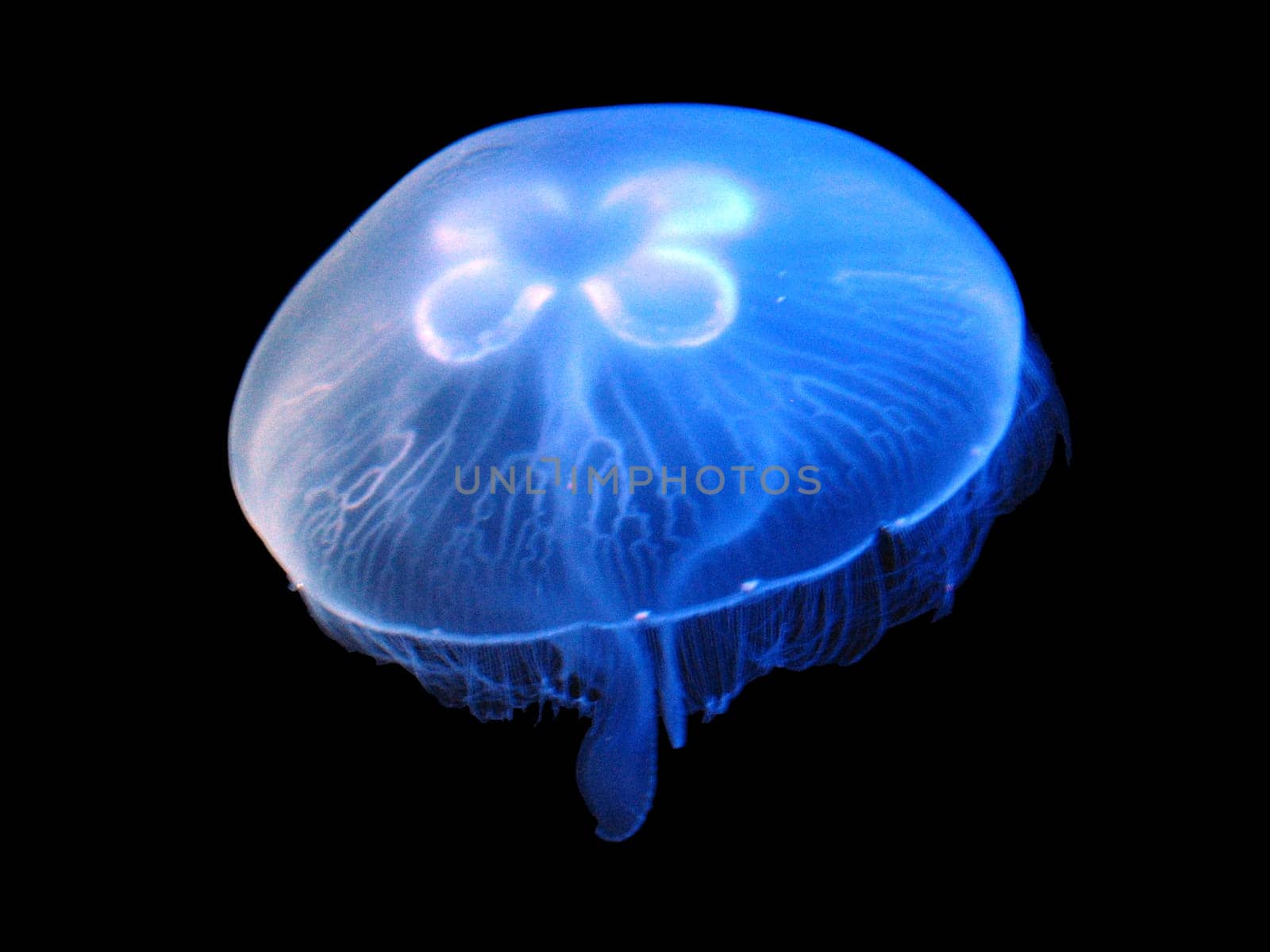 Aurelia aurita in blue light