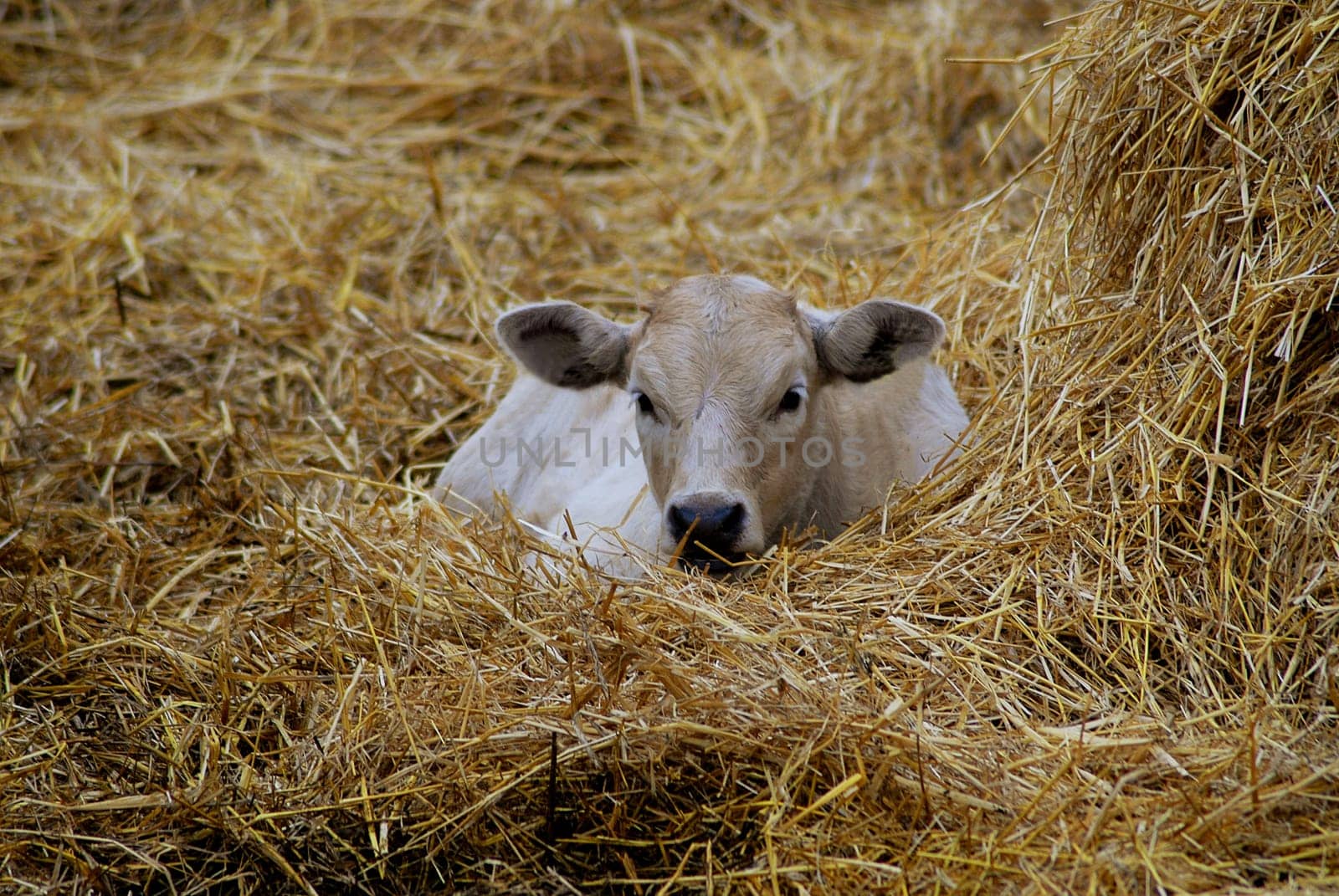 The calf