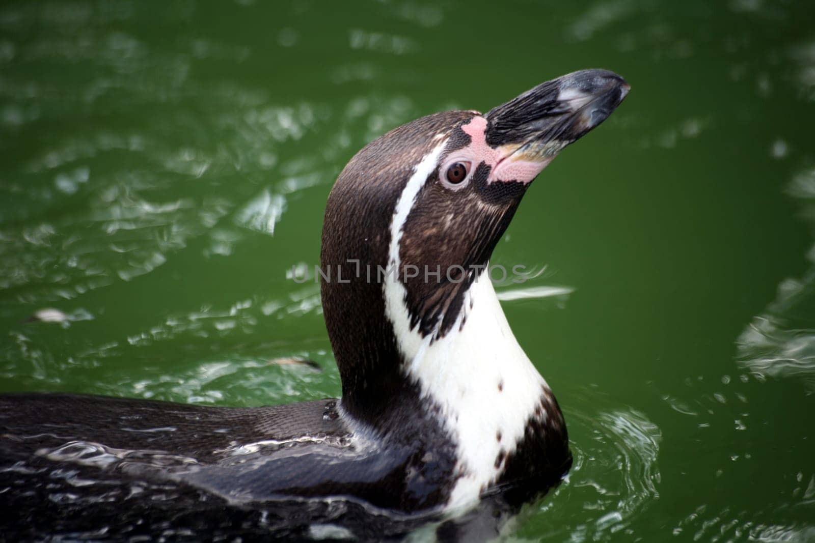 Lively waterfowl