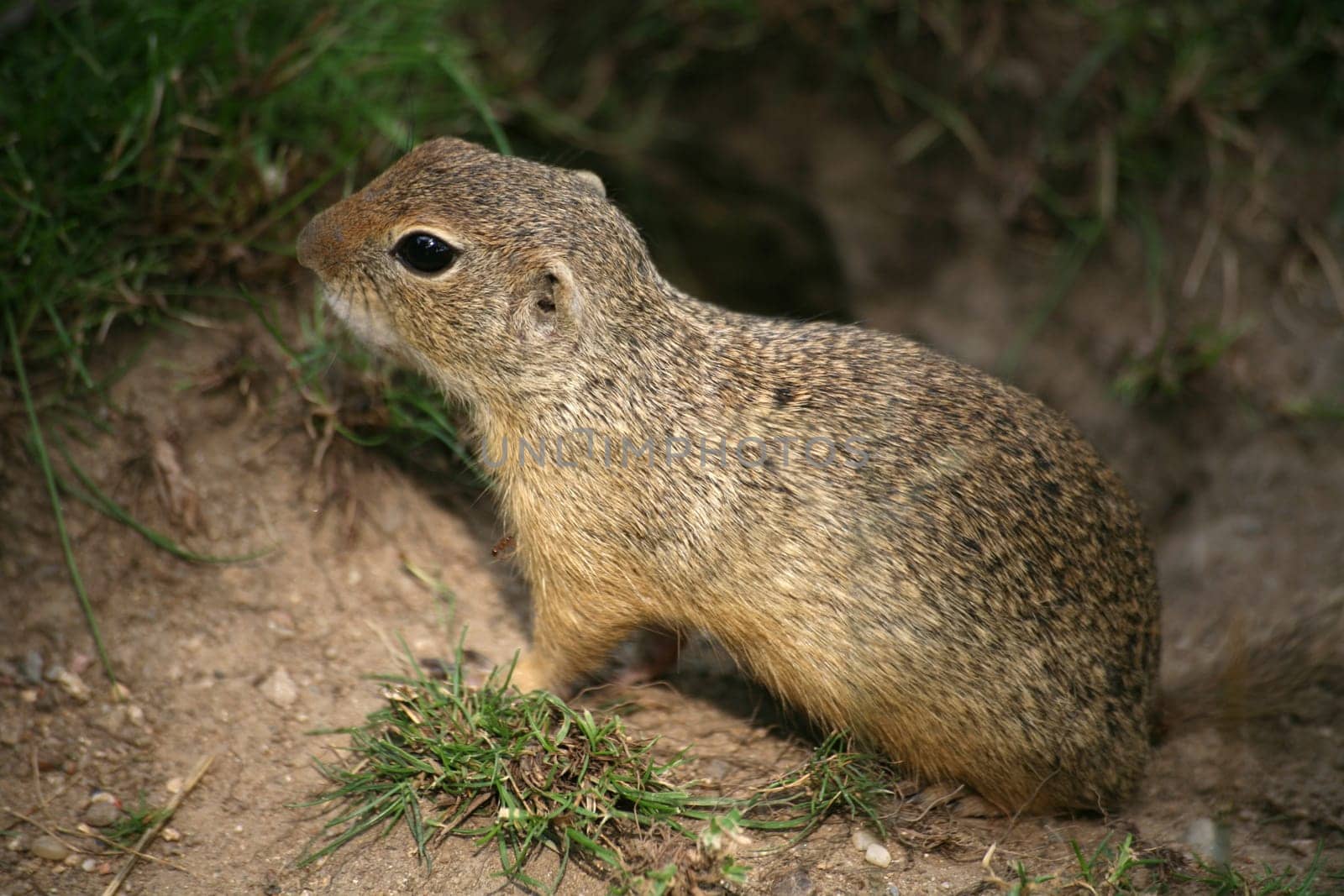 European ground squirrel