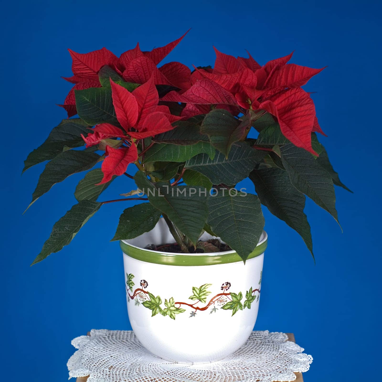 Poinsettia