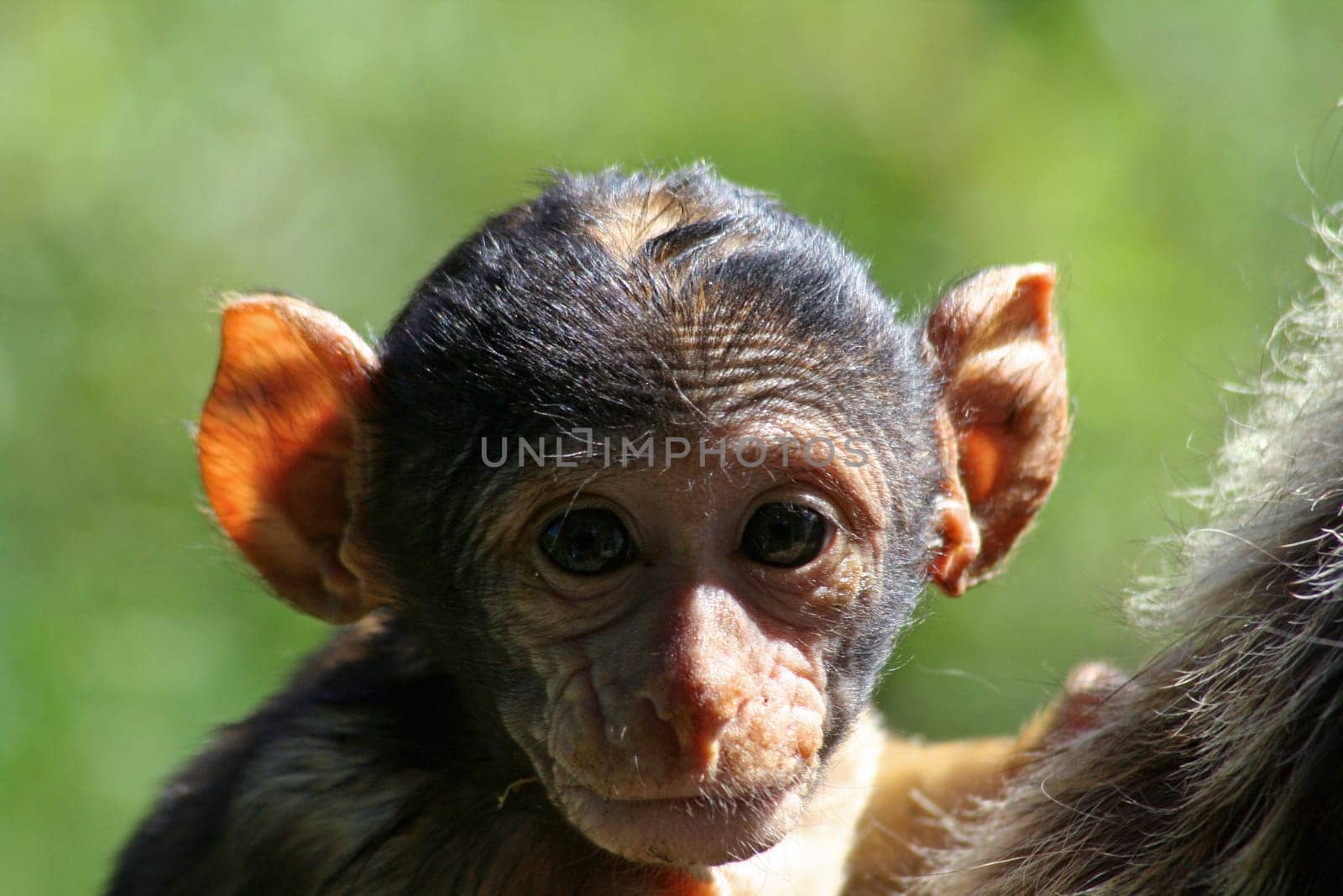 Cute Barbary macaque baby